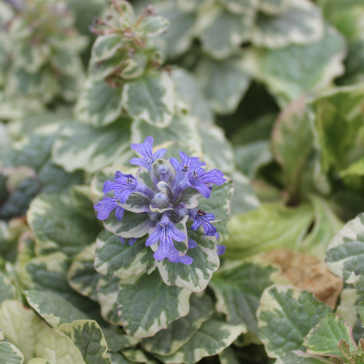 Ajuga &#39;Golden Beauty&#39; 11cm