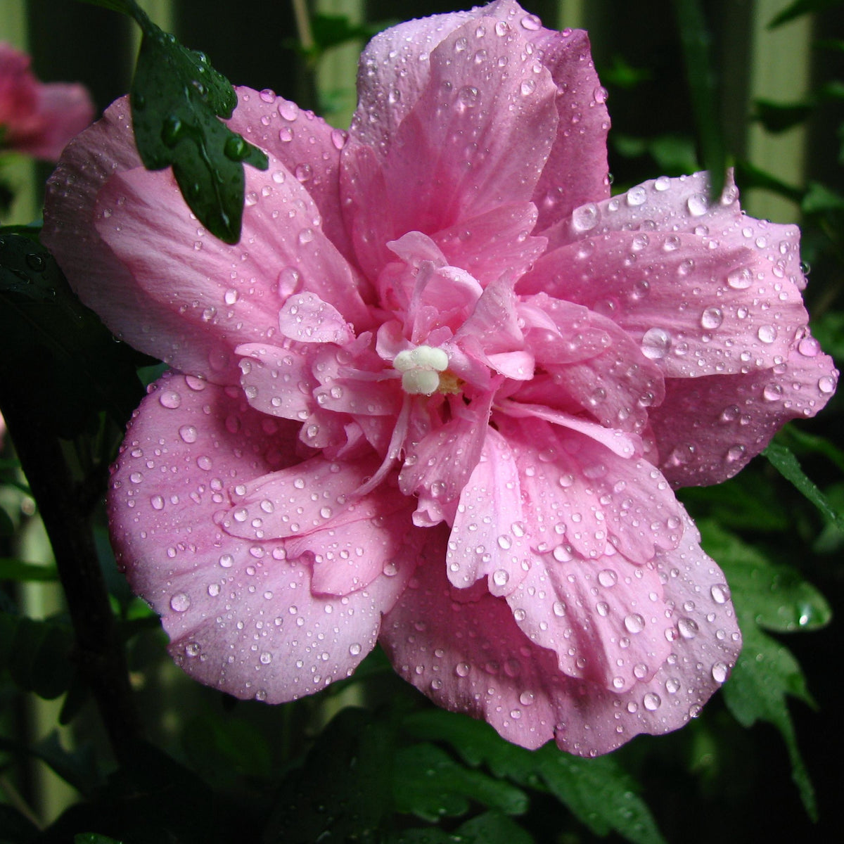 Close-up of Hibiscus syriacus &#39;Ardens&#39; 1.5L, a drought-tolerant shrub with pink flowers covered in water droplets, set against lush green foliage.