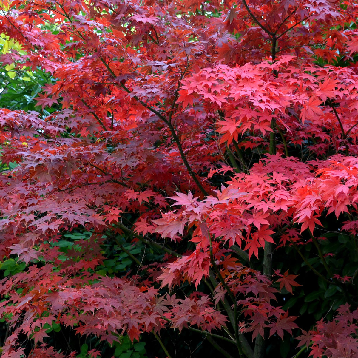 Acer palmatum &#39;Bloodgood&#39; 3L / 10L / 70L / 90L
