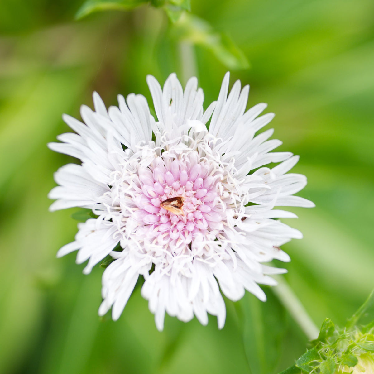 A close-up of Stokesia &#39;Divinity&#39; 2L, a perennial with snow-white, fluffy blooms and thin petals surrounding a pale pink center, set against a blurred green background.