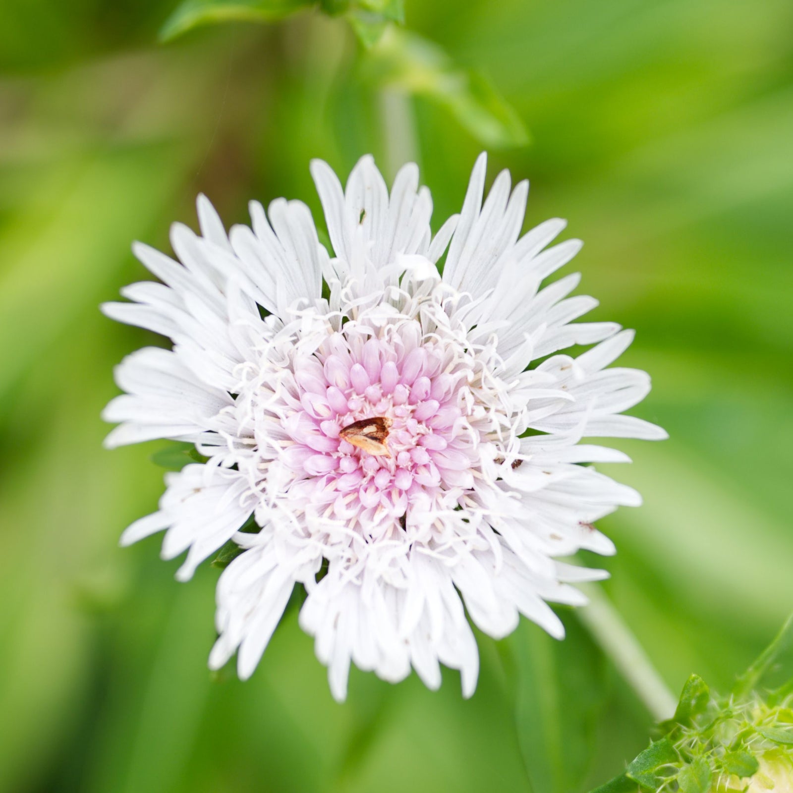 Close-up of Stokesia 'Divinity' 2L, a perennial with white and pale lavender long, thin petals radiating from a dense center, surrounded by green foliage; attracts butterflies and bees.