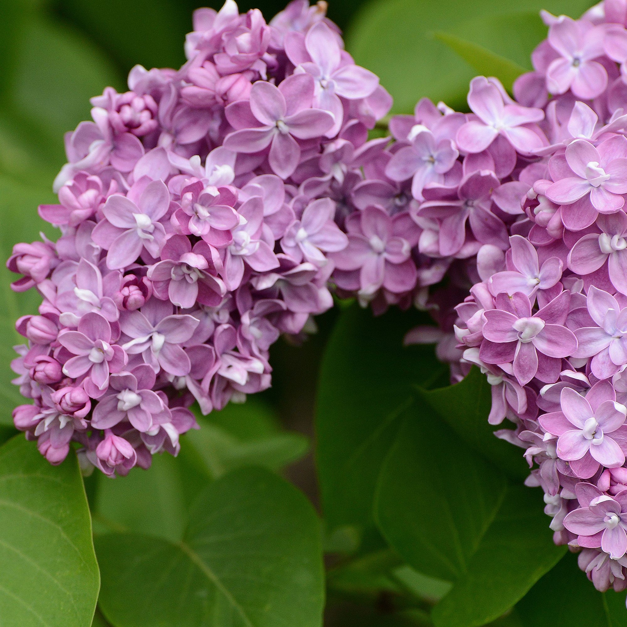 Syringa vulgaris 'Belle De Nancy'' (Lilac) 3L