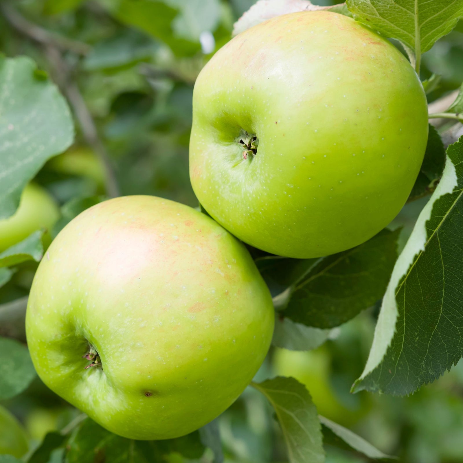 Two green 'Bramley's Seedling' apples hang from the dwarf patio apple tree (Malus domestica), their sun-kissed yellow and pinkish patches hinting at the perfect fruit for delicious pies.