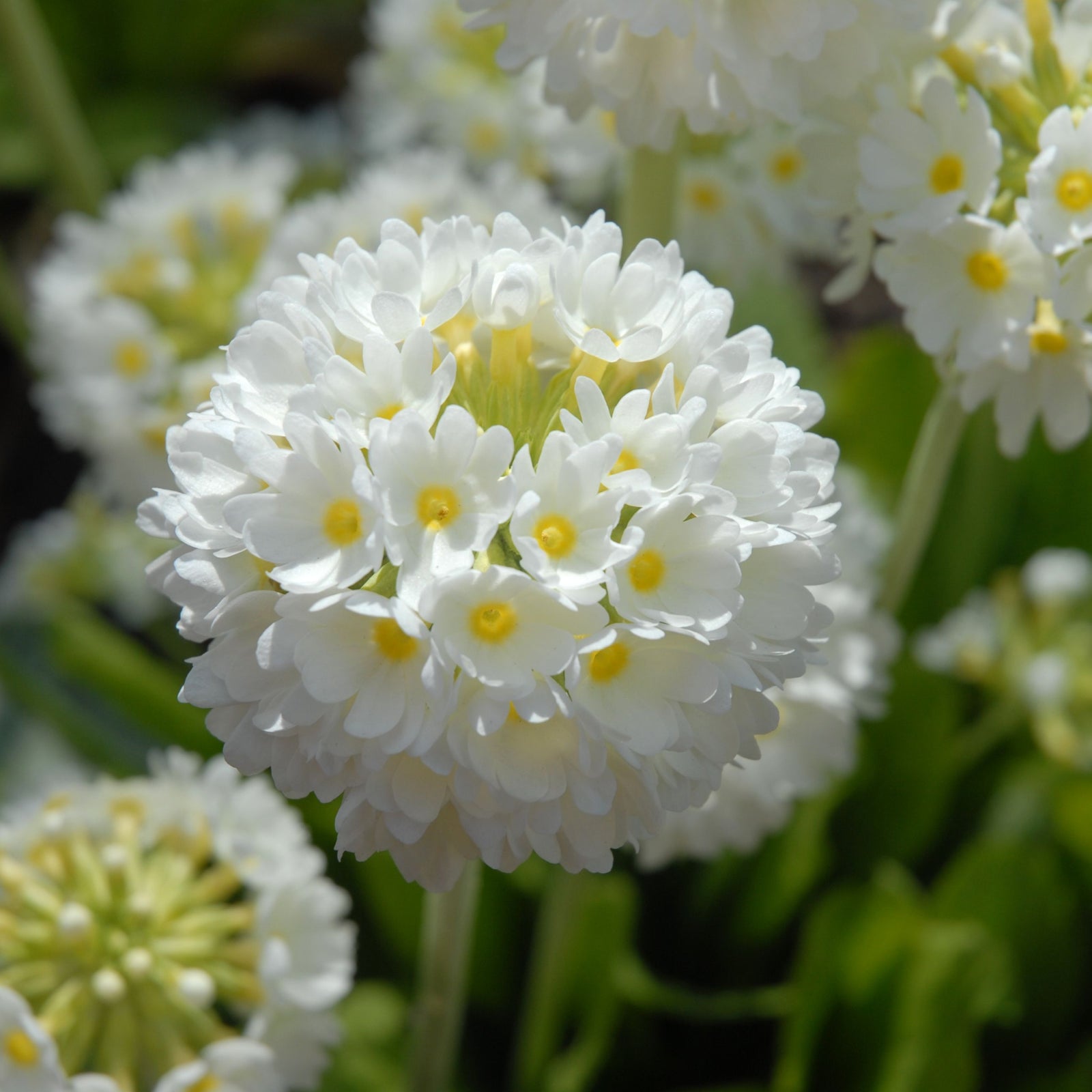 Clusters of white, round Primula denticulata Alba (Drumstick Primrose) 9cm/14cm bloom atop leafy green stems in the garden, set against a backdrop of blurred foliage and soil.
