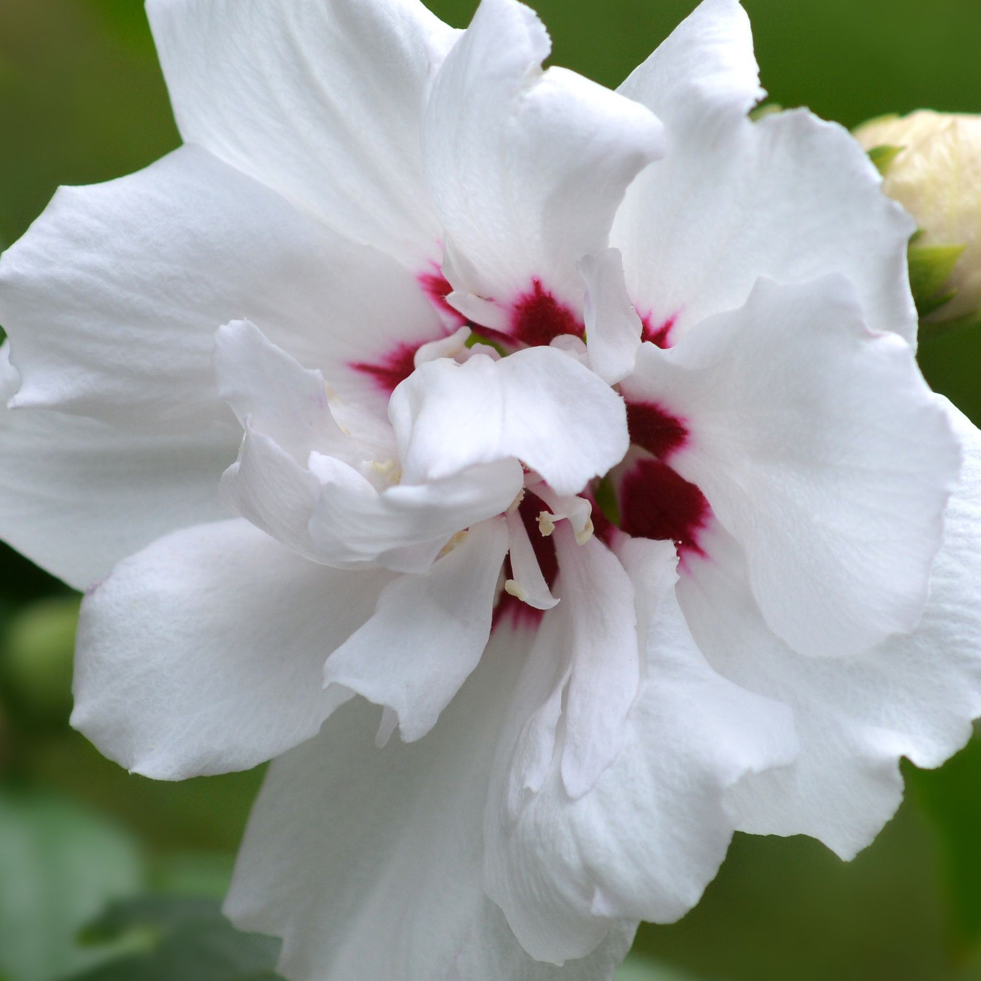 Hibiscus syriacus 'Speciosus' 1.5L