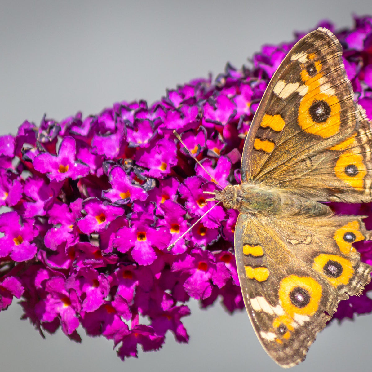 A brown butterfly with orange and yellow eye spots feeds on Buddleja davidii &#39;Royal Red&#39; (1L/2L), its wings open atop the fragrant blooms. The softly blurred gray background highlights the vivid colors.