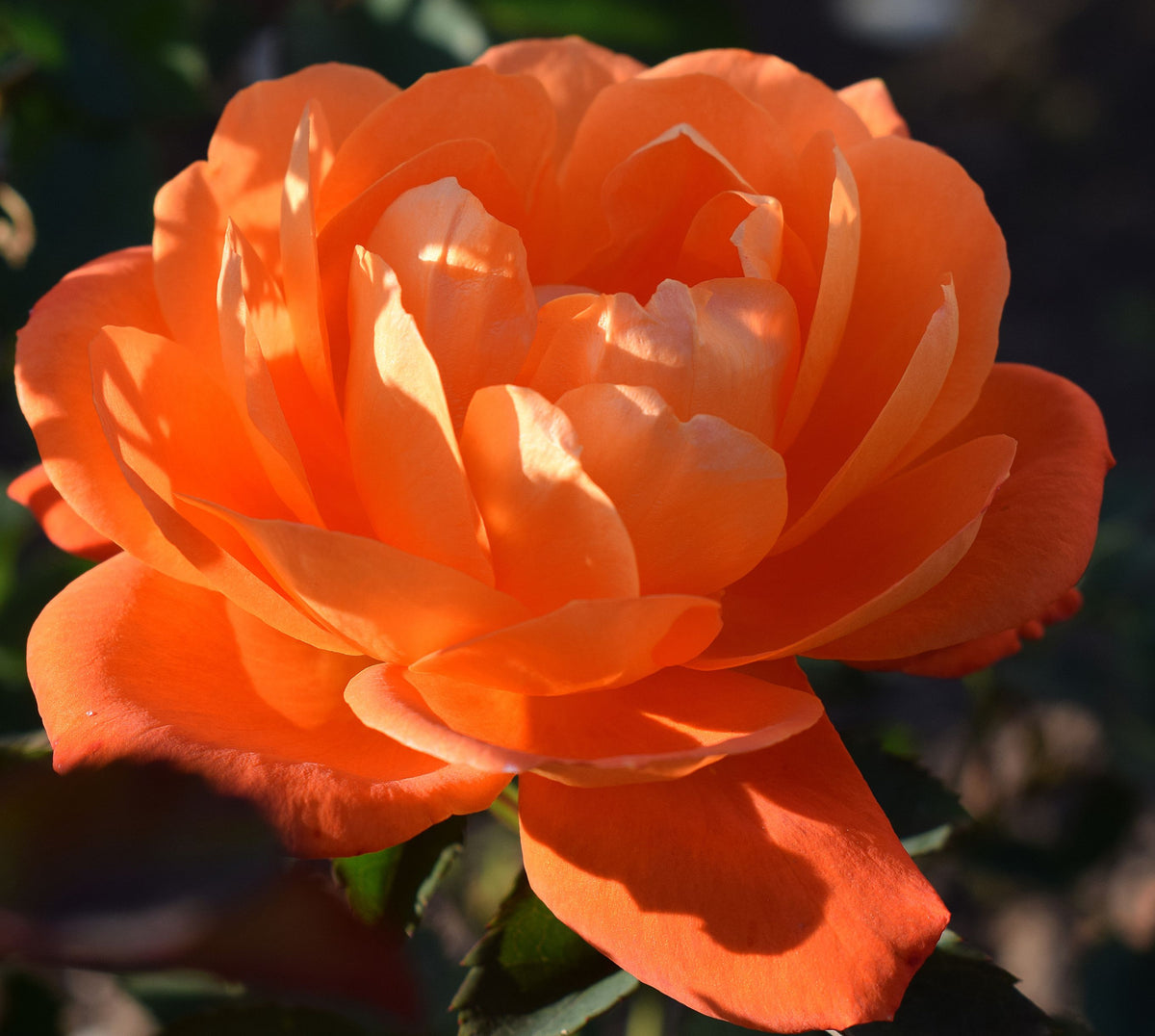 A close-up of the Rose Super Trouper floribunda in full bloom, with sunlight on its vibrant petals and soft shadows. Green leaves form the background. Available as a 4L potted rose (PRE ORDER DECEMBER &#39;25).