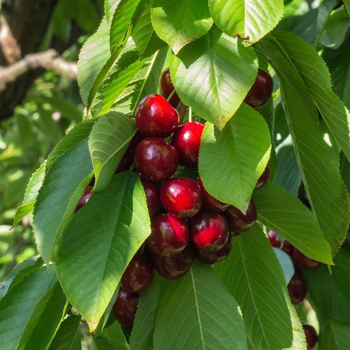 A cluster of ripe, red cherries hangs from a Dwarf/Patio Cherry Tree &#39;Sunburst&#39; (Prunus avium) 1m, with vibrant green leaves glowing in the sunlight.