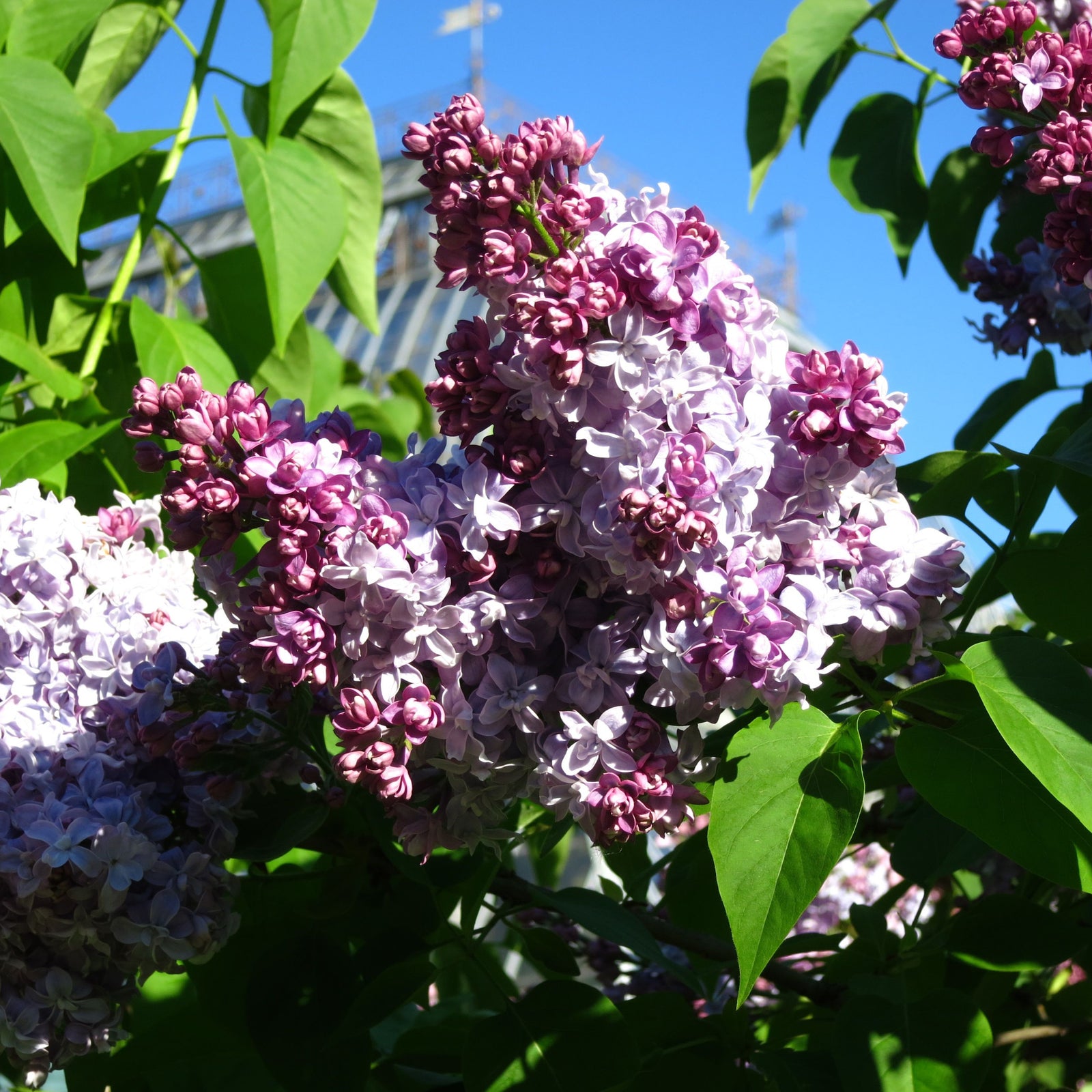 Close-up of Syringa vulgaris 'Nadezhda' (Lilac) 3L, showcasing fragrant purple and light lavender flower clusters among green leaves beneath a bright blue sky.