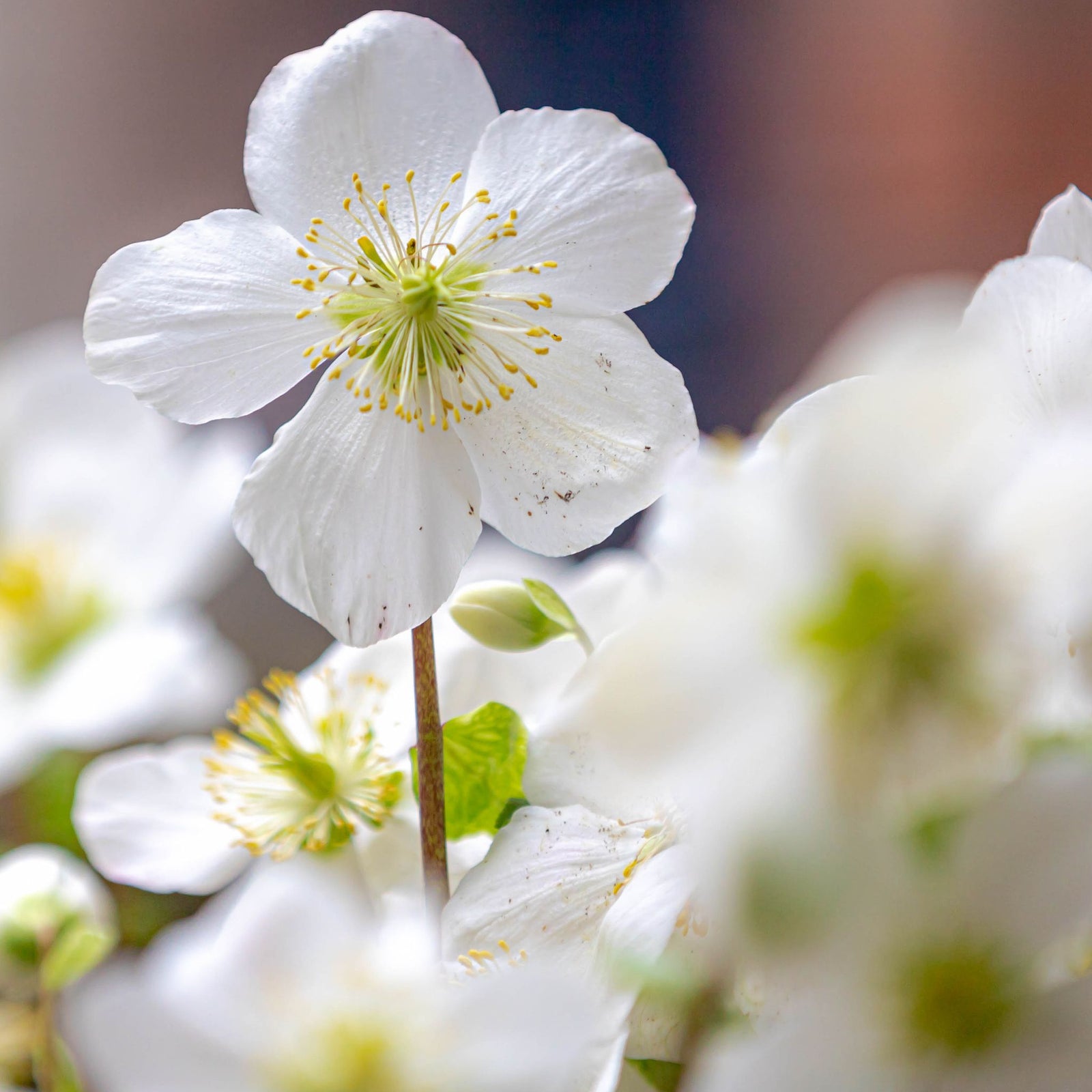 A close-up of Helleborus nyger 'Christmas Carol' (Christmas Rose), a winter-blooming perennial with white petals and yellow stamens, standing out against softly blurred similar blooms. Available in 9cm–2L pots.