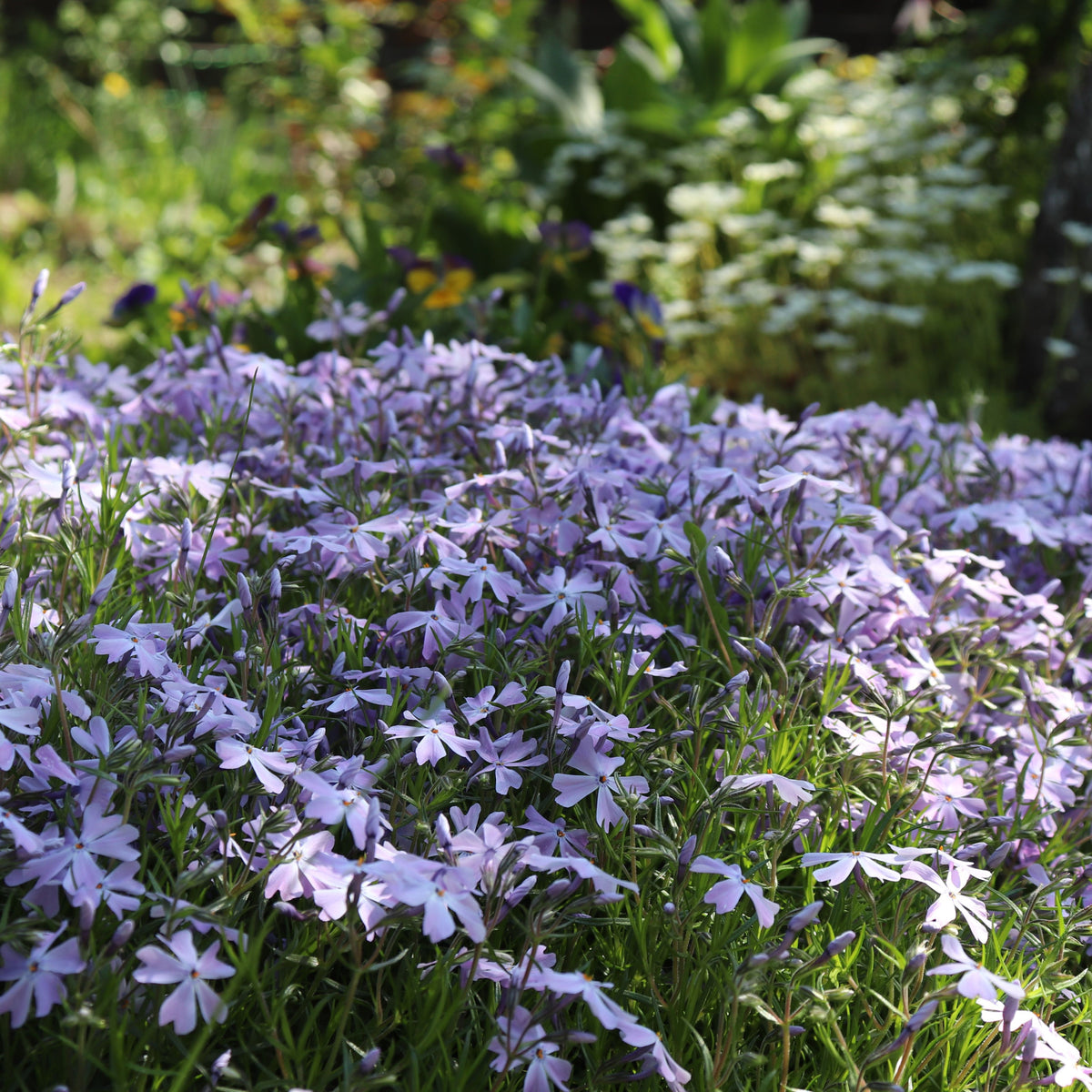 A dense patch of Phlox subulata &#39;Emerald Cushion Blue&#39; in a 9cm pot blooms with light purple flowers and green foliage in a sunlit garden, while more flowers create a blurred background.