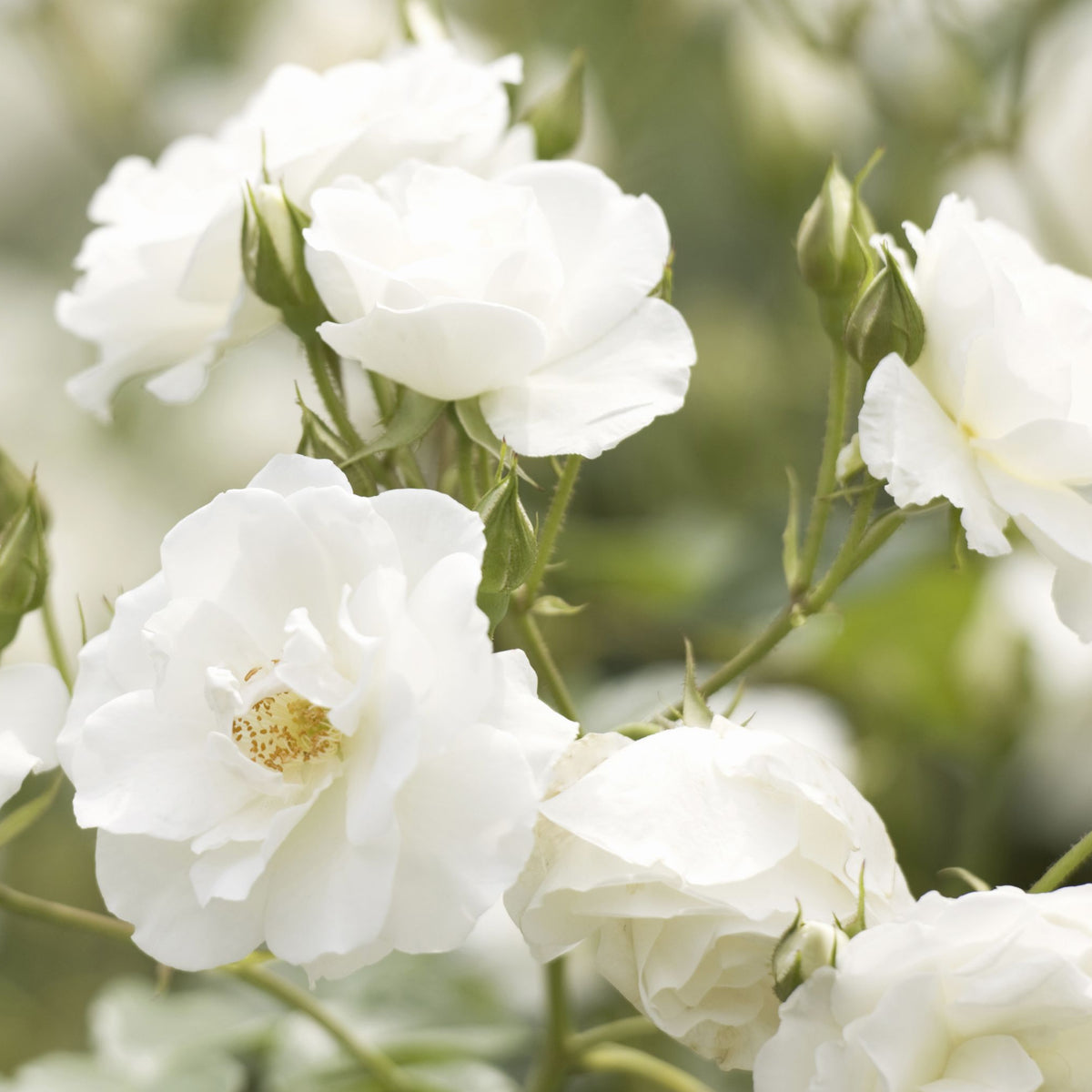 Rose Iceberg | Floribunda | 4L Potted Rose (PRE ORDER DECEMBER &#39;25) features clusters of blooming white roses with green stems and buds, ideal as a striking garden container plant against lush foliage.