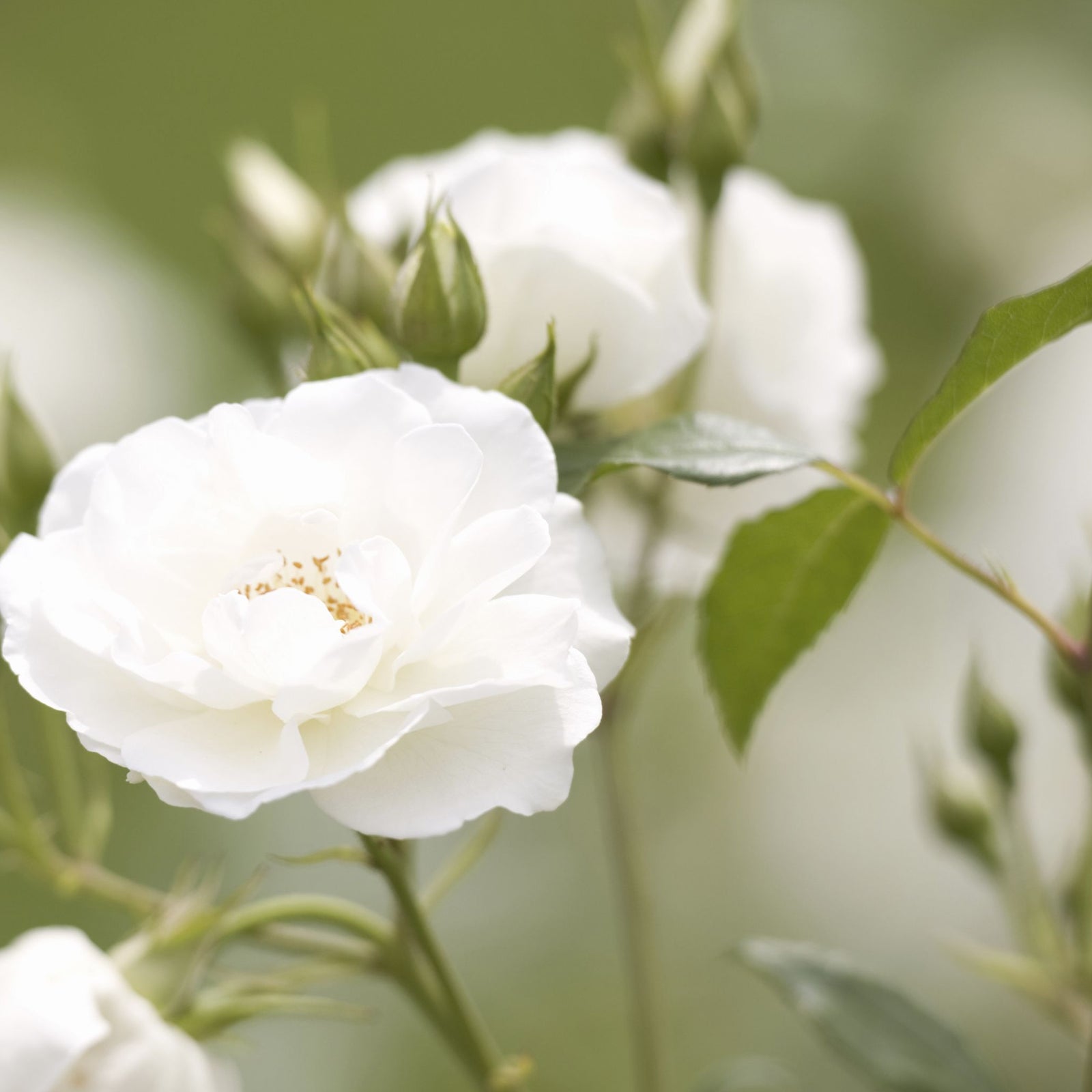 Rose Iceberg | Floribunda | 4L Potted Rose (PRE ORDER DECEMBER '25) features clusters of blooming white roses with green stems and buds, ideal as a striking garden container plant against lush foliage.