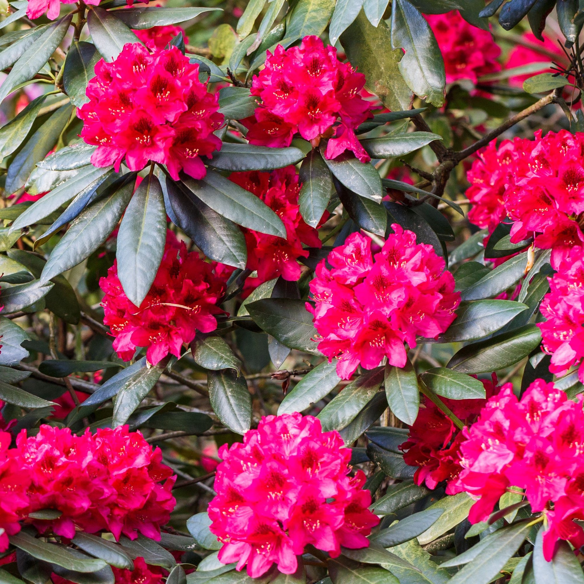 Rhododendron 'Nova Zembla' 2L