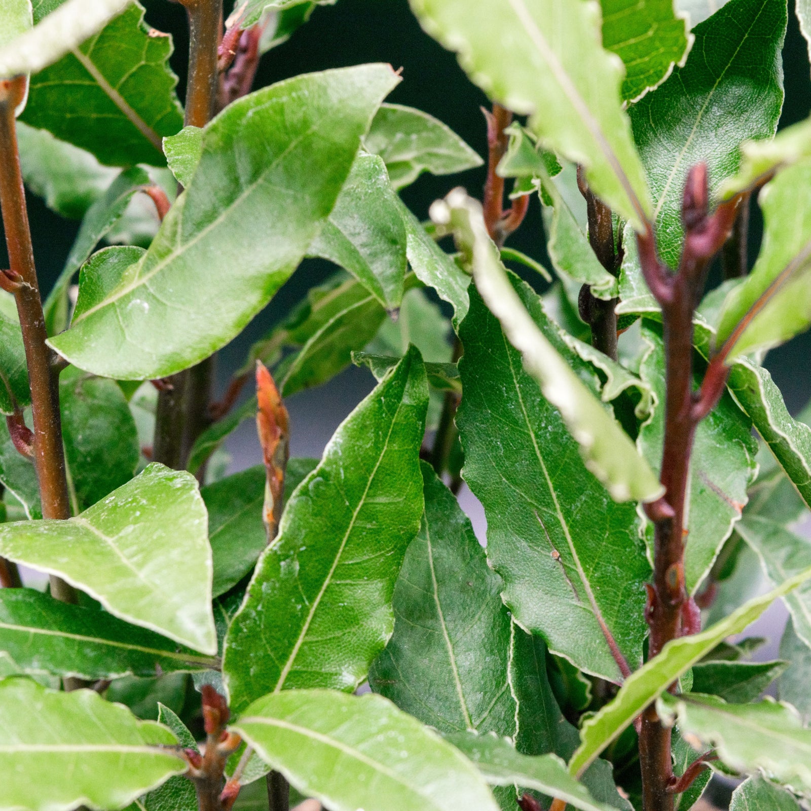 A person in a black shirt holds a Laurus nobilis (Bay Bush) 3L 70cm with lush leafy stems, standing by a wooden fence. Attached is a care tag highlighting this classic herb’s use in Mediterranean cooking.