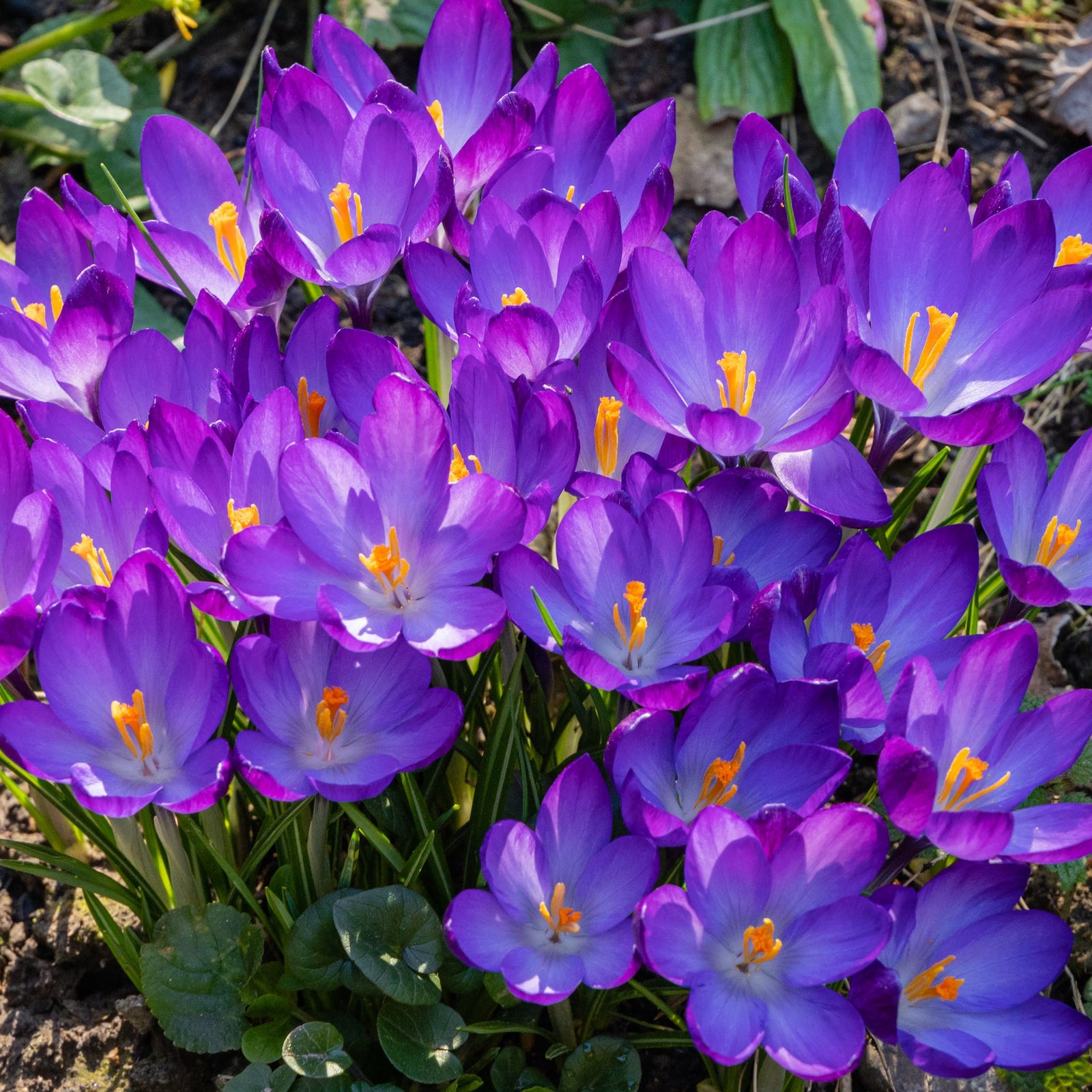 Close-up of vibrant purple Specie Crocus 'Ruby Giant' flowers with green stems, sold as a pack of 12 bulbs. Early spring blooms loved by pollinators. Two inset photos highlight petal details; packaging includes assorted collection logos.