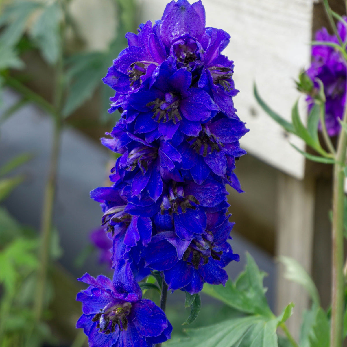 Delphinium &#39;Dark Blue Black Bee&#39; 9cm/1.5L