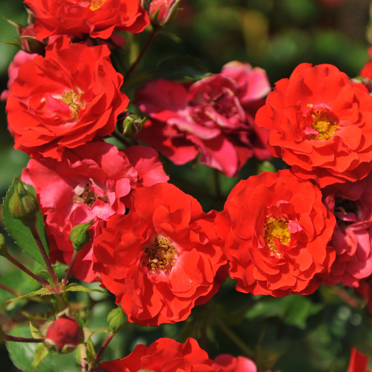 Rosy Boom Mini Potted Rose 5L features clusters of bright red and pink blooms with green foliage, making it a fragrant, long-flowering choice for garden patios.