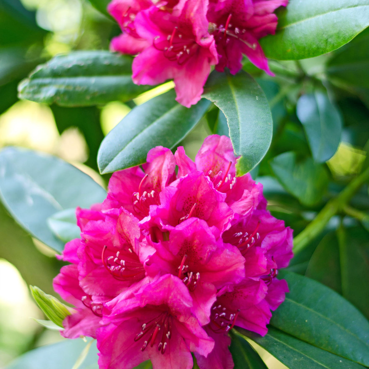 Rhododendron hybride &#39;Maxi Rose&#39; 5L