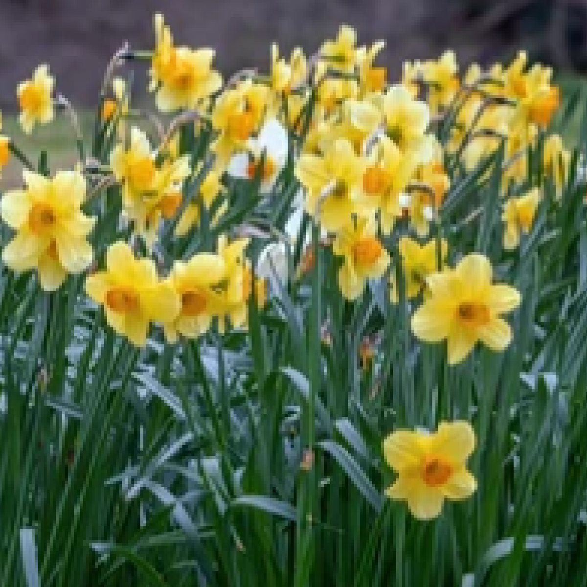 A cluster of vibrant Daffodil &#39;Fortune&#39; blooms from 6 bulbs, featuring long green stems and leaves in a garden, set against a softly blurred natural background.