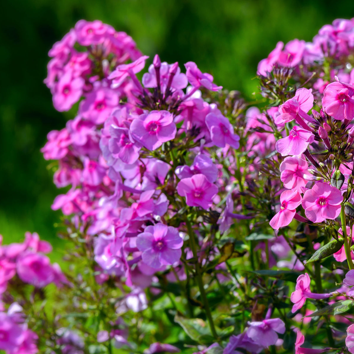 Phlox paniculata &#39;Purple Flame&#39; 1L features clusters of vibrant pink and purple blooms with lush green foliage, thriving outdoors in bright sunlight against a blurred green background.