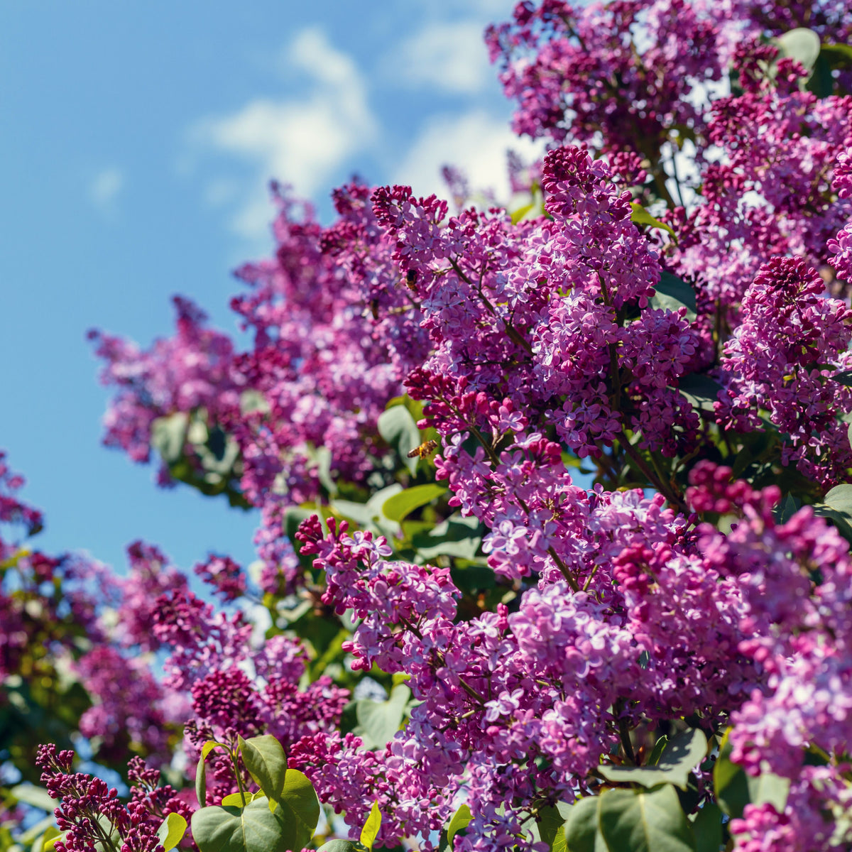 Syringa vulgaris &#39;Prince Volkonsky&#39; (Lilac) 3L features clusters of vibrant purple flowers with green leaves, blooming beneath a bright blue sky. This fragrant shrub attracts butterflies and adds color to your garden.