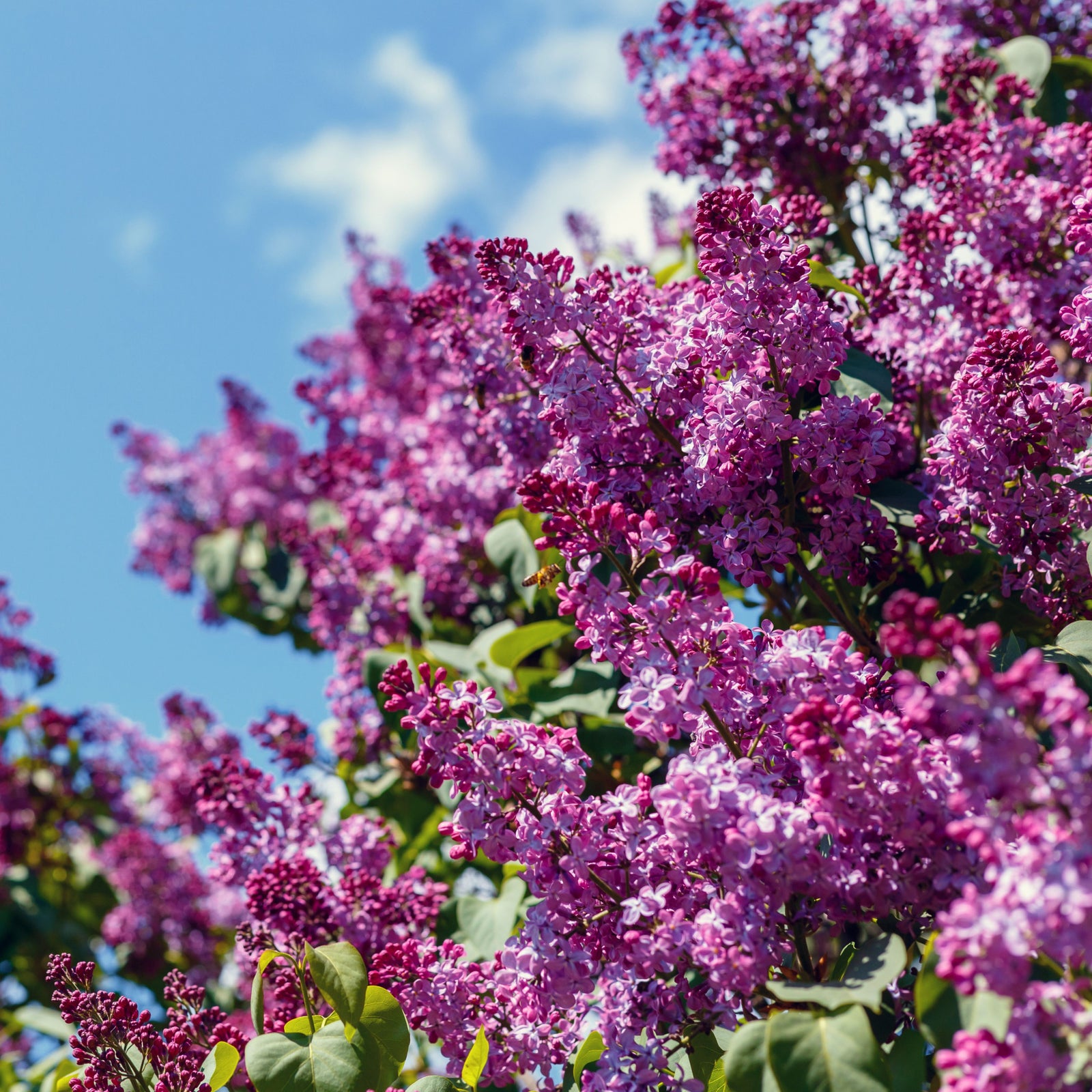 Syringa vulgaris 'Prince Volkonsky' (Lilac) 3L features clusters of vibrant purple flowers with green leaves, blooming beneath a bright blue sky. This fragrant shrub attracts butterflies and adds color to your garden.