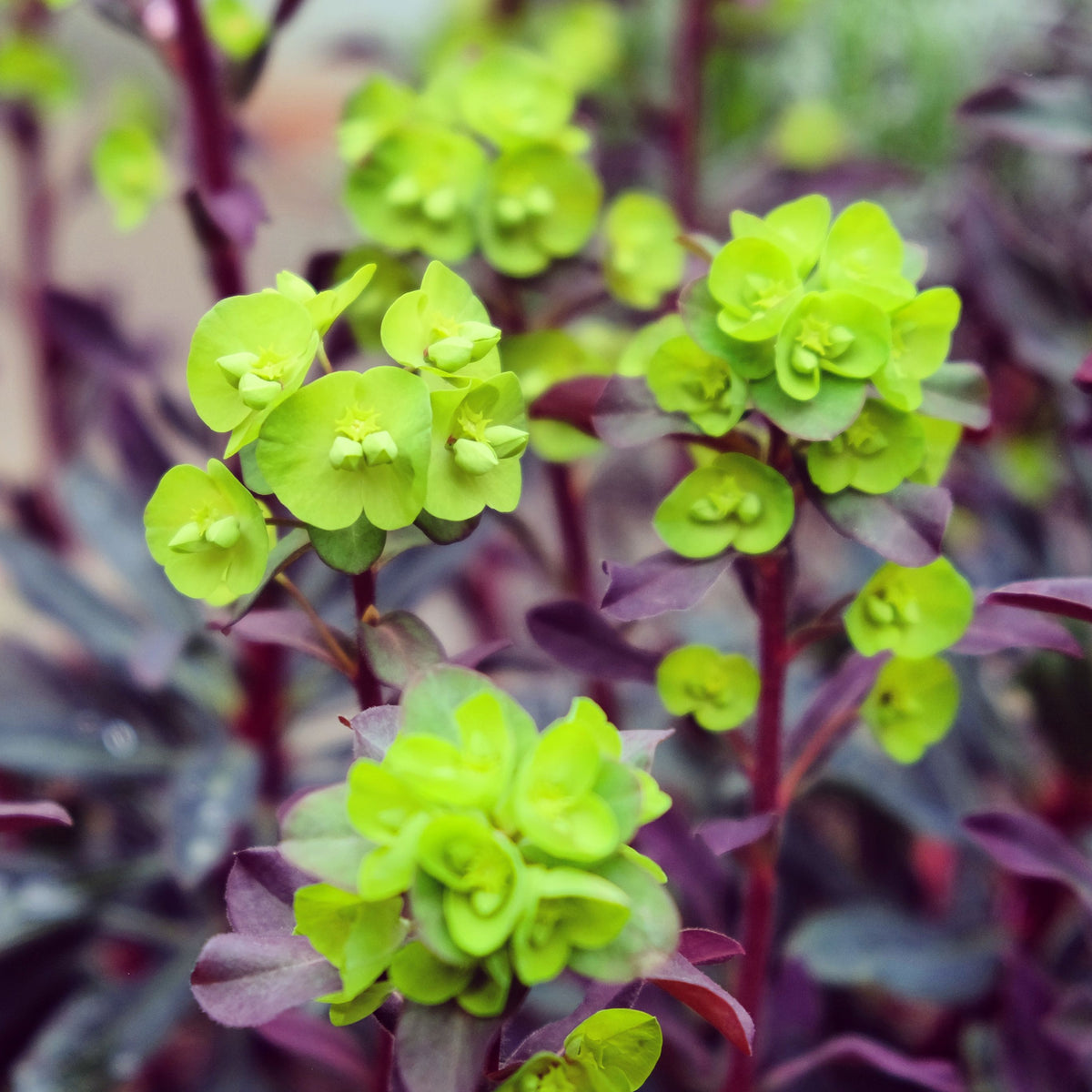 Euphorbia Amygdaloides &#39;purpurea&#39; (9cm/2L) features bright green, cup-shaped yellow flowers above reddish-purple foliage, creating a vibrant display ideal for shade gardens.