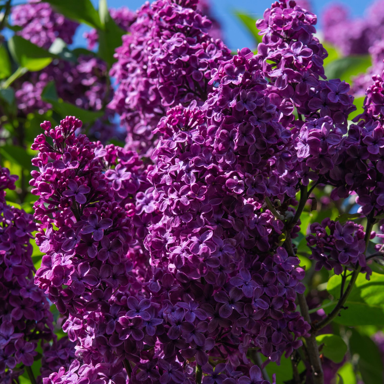 Clusters of vibrant Syringa Bloomerang Purple (Reblooming Lilac) 3L/7.5L flowers in full bloom, displaying stunning dark purple blossoms and lush green leaves against a bright blue sky.