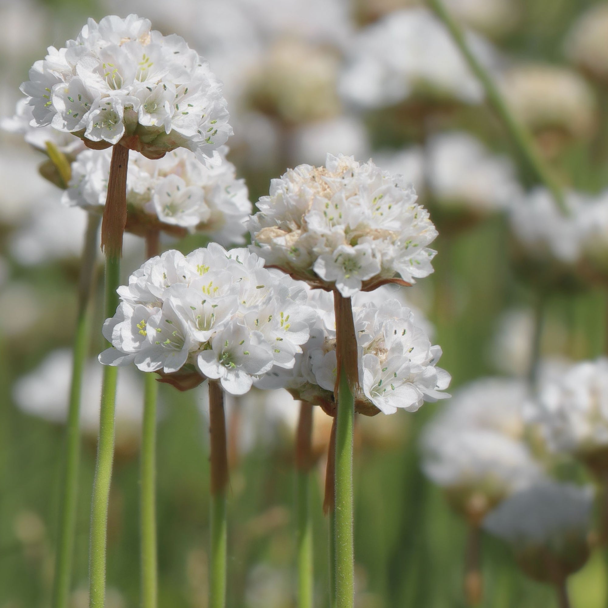 Armeria pseudarmeria White 2L