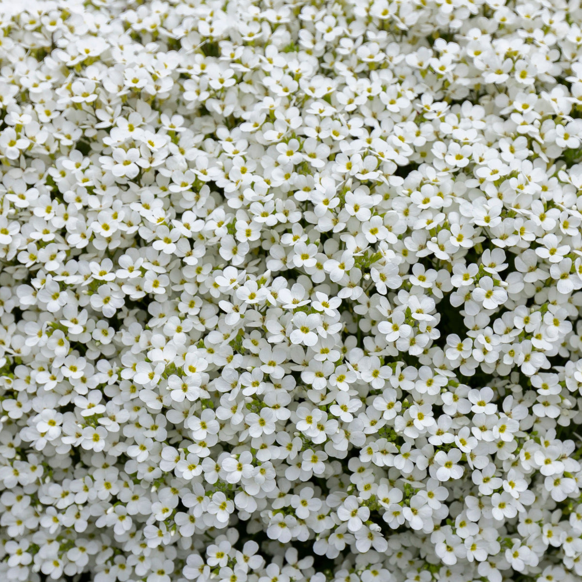 Aubrieta hybrida &#39;Axcent White&#39; 9cm