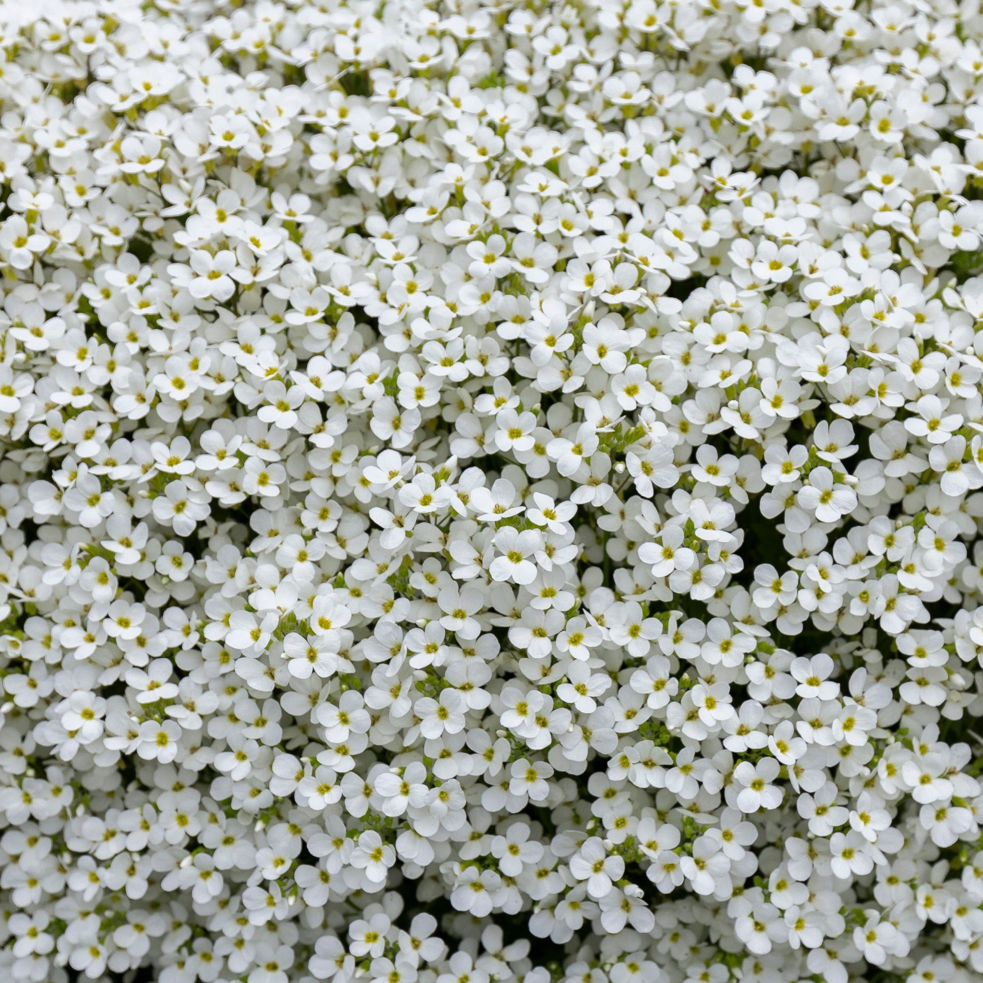 Aubrieta hybrida 'Axcent White' 9cm