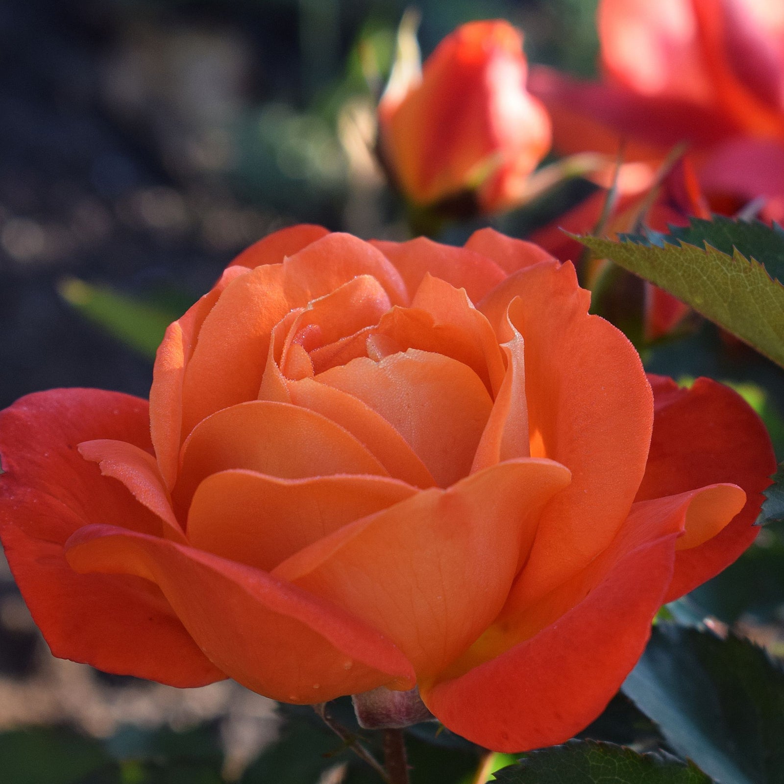 A close-up of the Rose Super Trouper floribunda rose in full bloom shows vivid orange petals highlighted by sunlight, with blurred green leaves and a budding flower visible behind. Available as a 4L potted rose—pre-order for December '25.