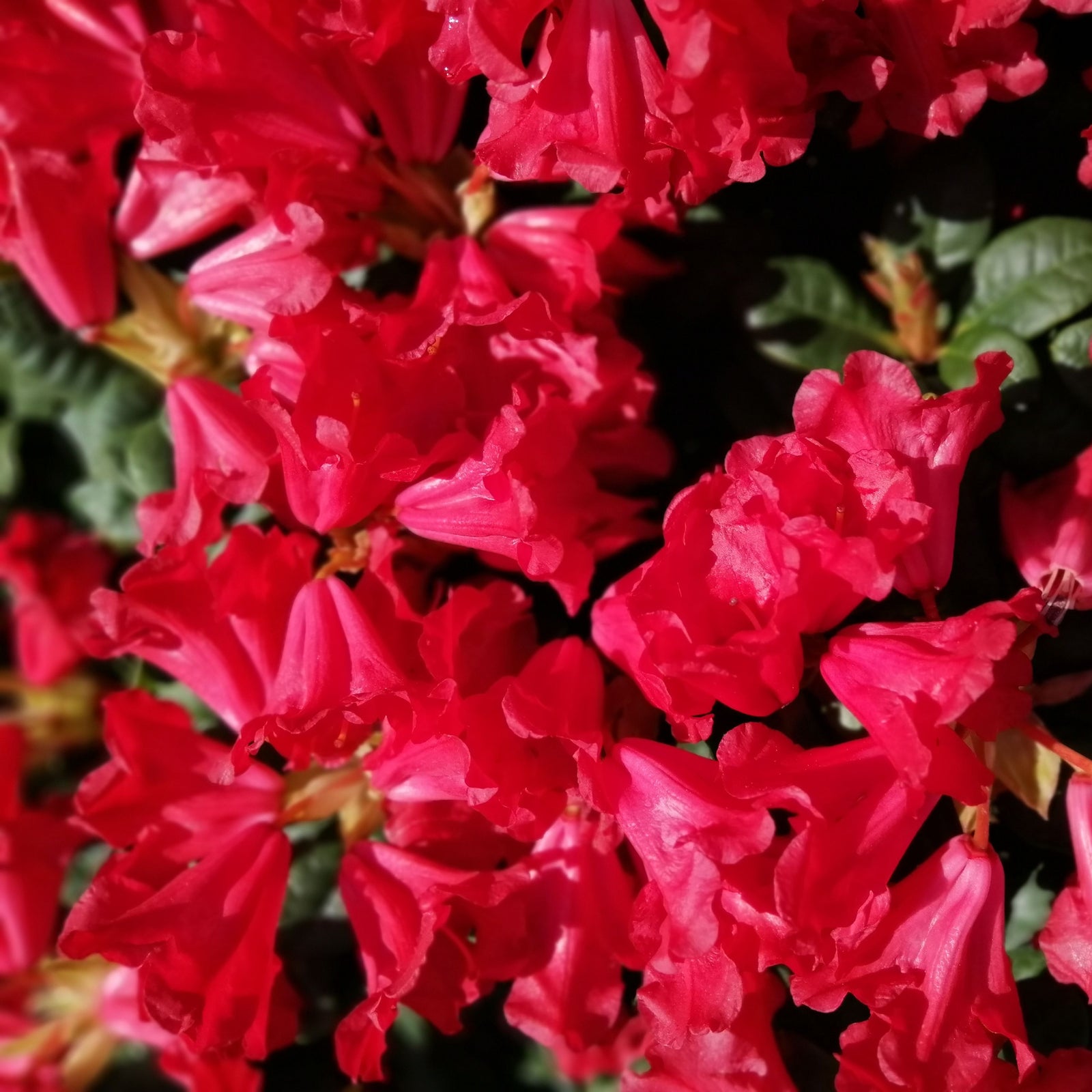 A cluster of red blooms brightens the hardy evergreen Rhododendron 'Scarlet Wonder', a dwarf variety available in 1L or 2L pots, adding vibrant color to your landscape.