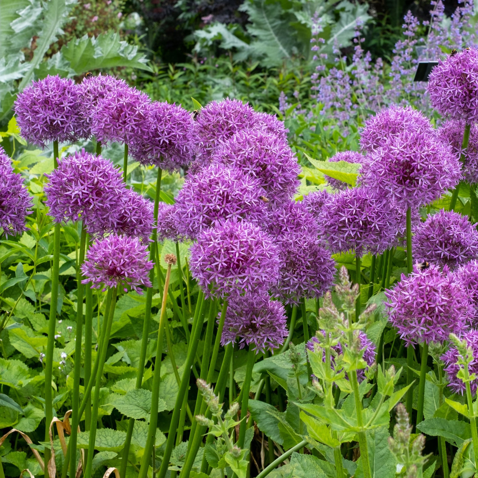 Allium hollandicum 'Purple Sensation' (available in two sizes) features clusters of round purple blooms on tall green stems, adding a bold, pollinator-friendly accent to perennial gardens.