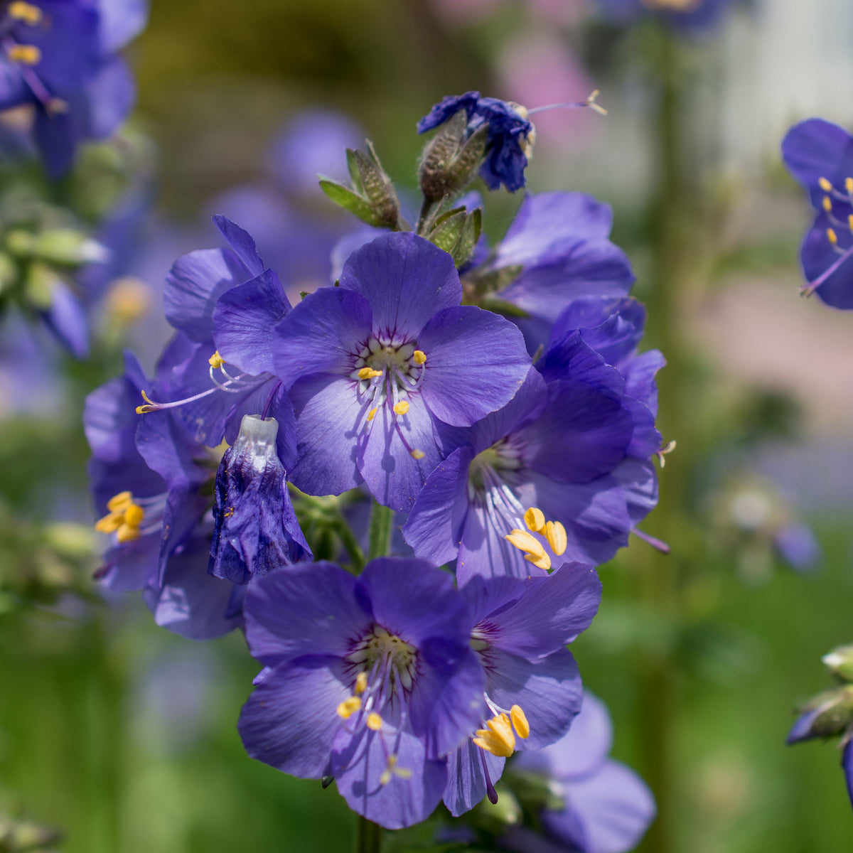Polemonium &#39;Blue Whirl&#39; (Jacob&#39;s Ladder) 9cm features vibrant purple flowers with yellow stamens and delicate petals, beautifully highlighted by sunlight against a blurred green background—an ideal perennial for shady gardens.