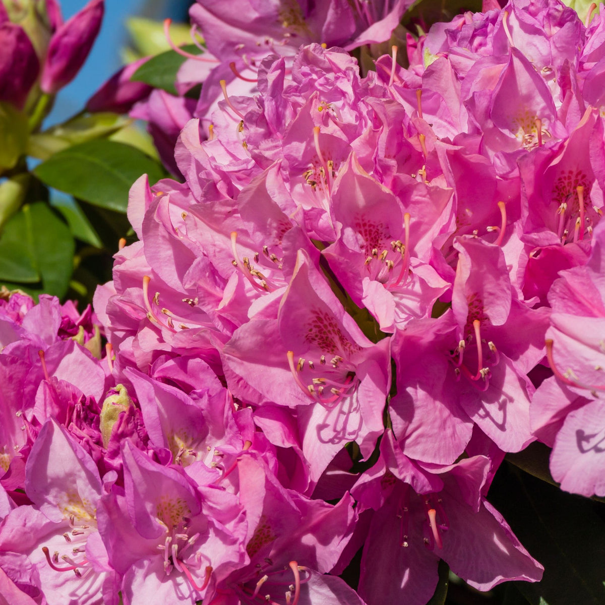 The Rhododendron Roseum Elegans 2-5L showcases clusters of vibrant lavender-pink blooms amid lush green leaves—a stunning flowering shrub that brings color and beauty to any garden.