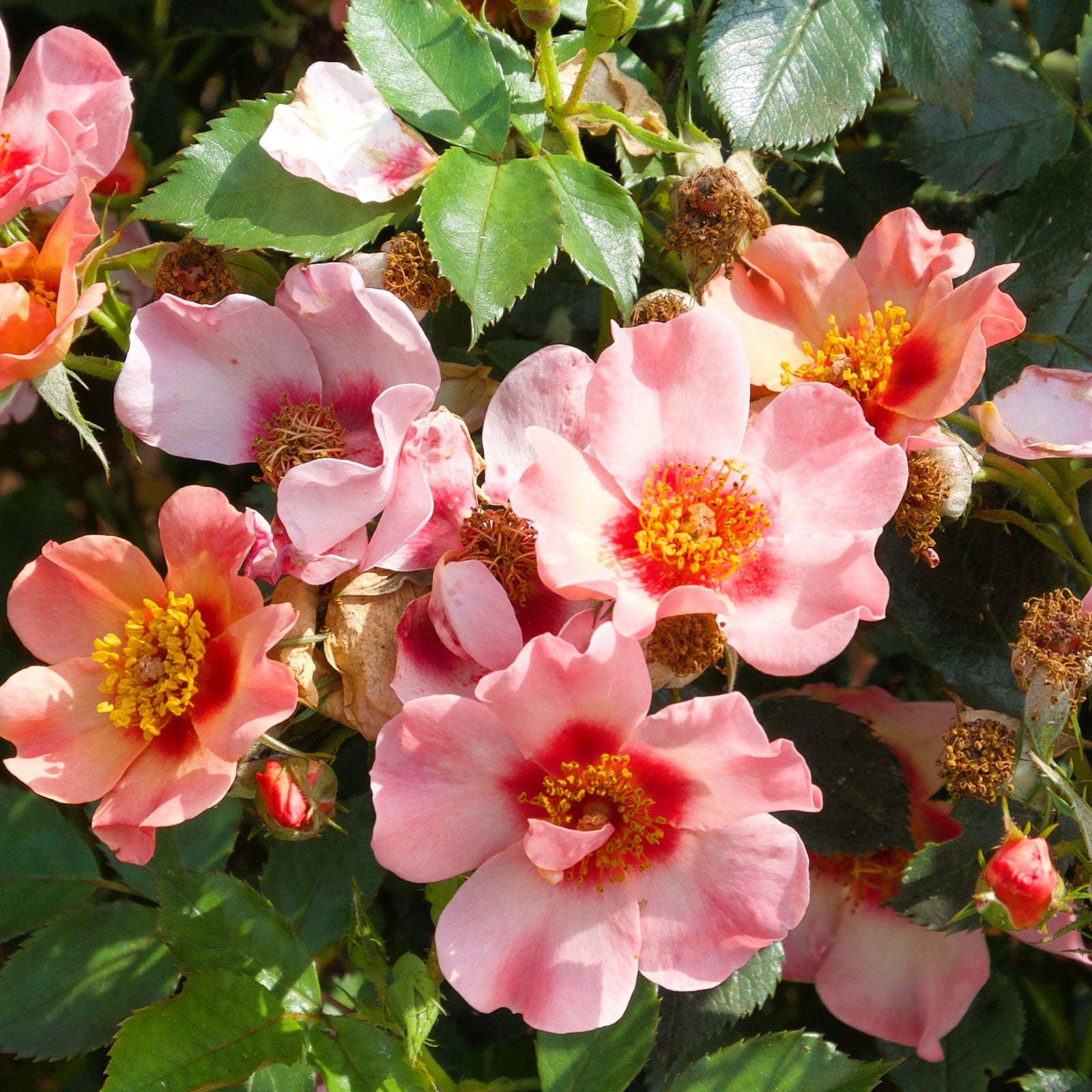 A cluster of open, pink 'Rose For Your Eyes Only' floribunda blooms with yellow stamens and red centers, set among green leaves and a few dried brown flowers. Sunlight highlights the delicate petals. 4L potted rose. PRE ORDER DECEMBER '25.