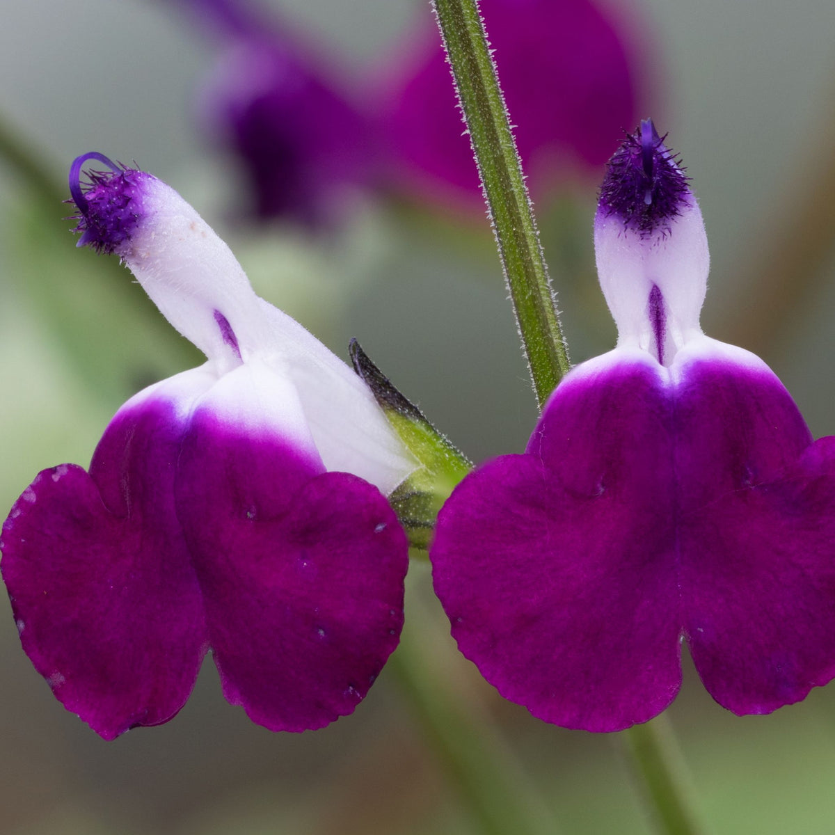 Close-up of Salvia &#39;Amethyst Lips&#39; 2L—vibrant, nectar-rich purple and white flowers with rounded petals and fuzzy purple tips, set against a softly blurred green and purple background.