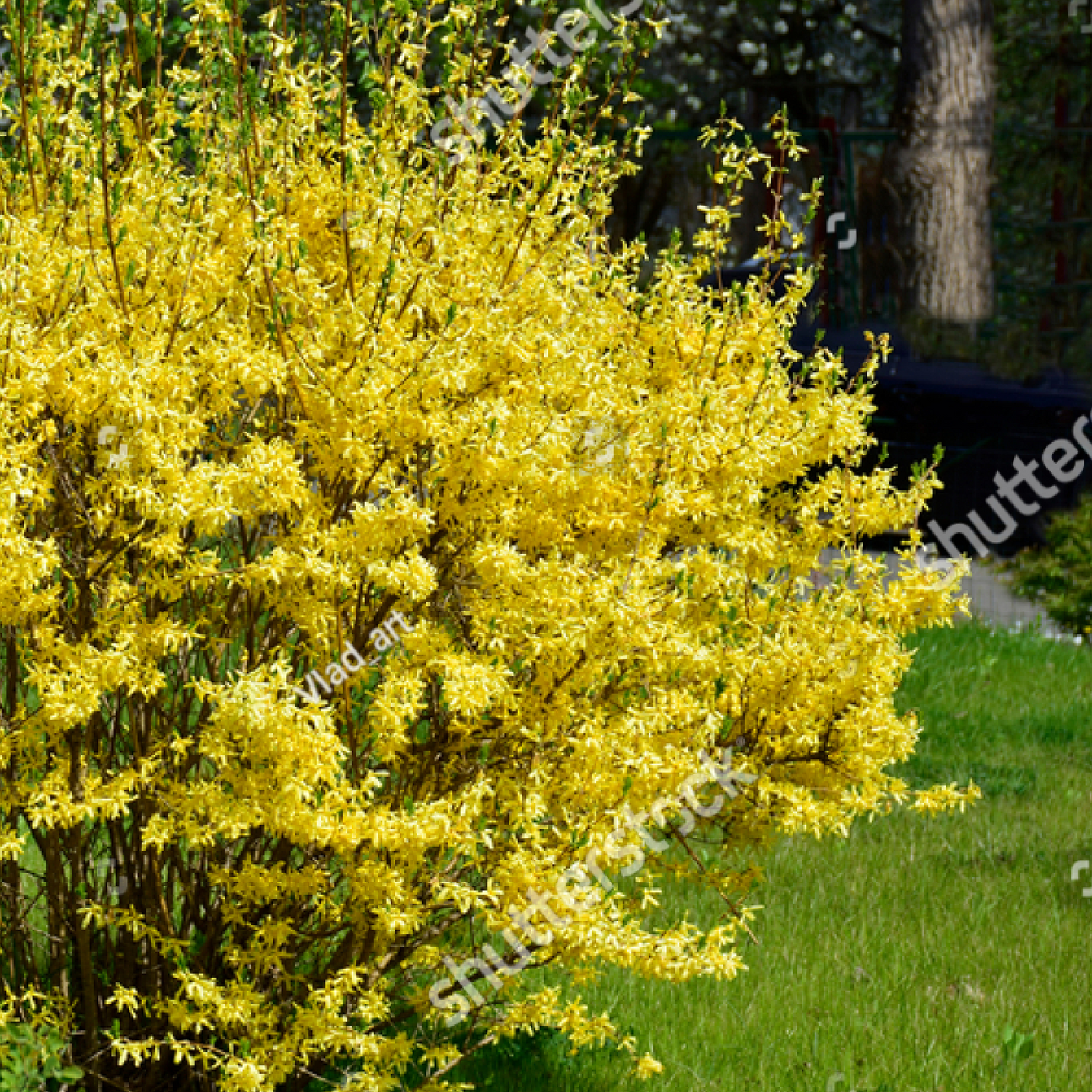 A man in a black t-shirt and shorts smiles while holding a Forsythia x intermedia Spectabilis 3L, a compact shrub with green leaves and yellow star-shaped flowers, standing outside near a metal fence and greenery.