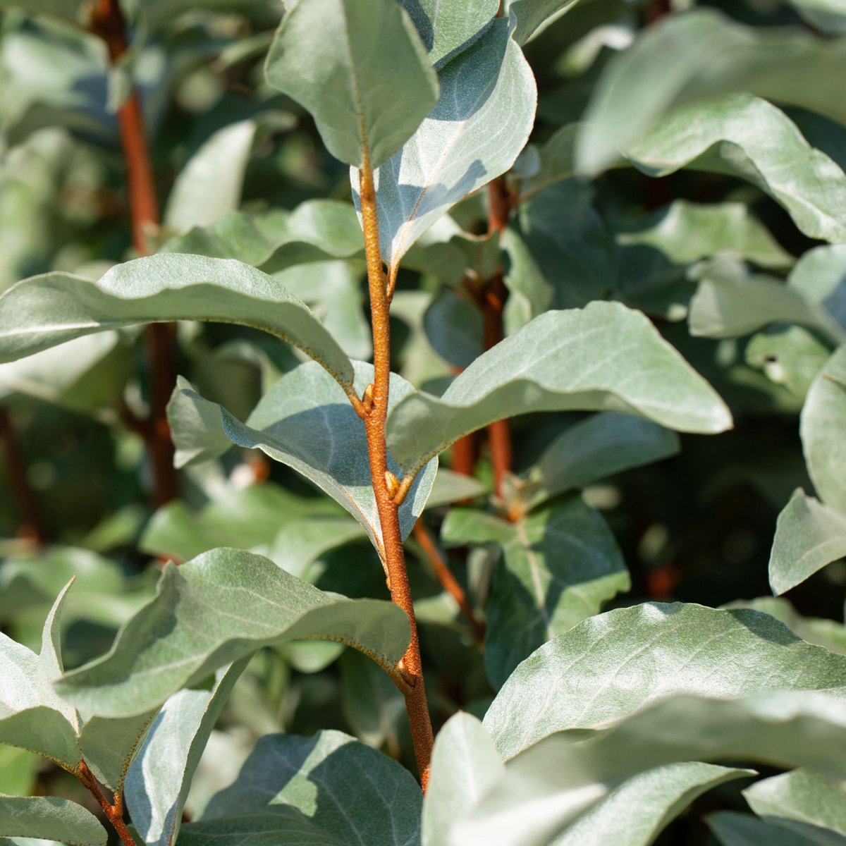Close-up of silvery-green, oval leaves with wavy edges and a soft, velvety look on slender brown stems of Elaeagnus x ebbingei Compacta (Multibuy Offers Available), sunlight highlighting the textured evergreen foliage.