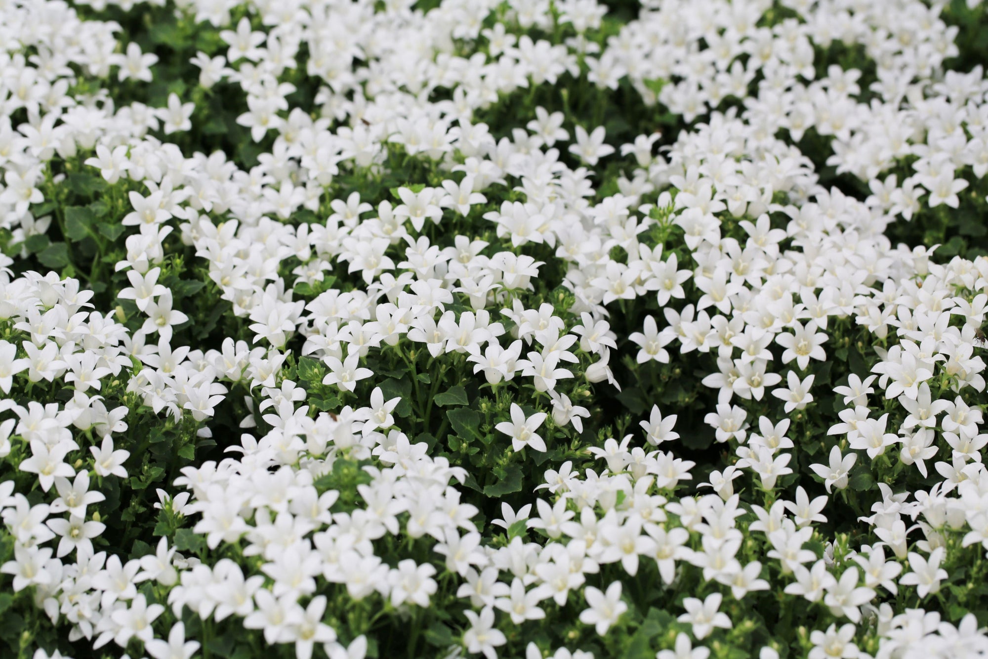 Campanula portenschlagiana 'Clockwise' White 9cm