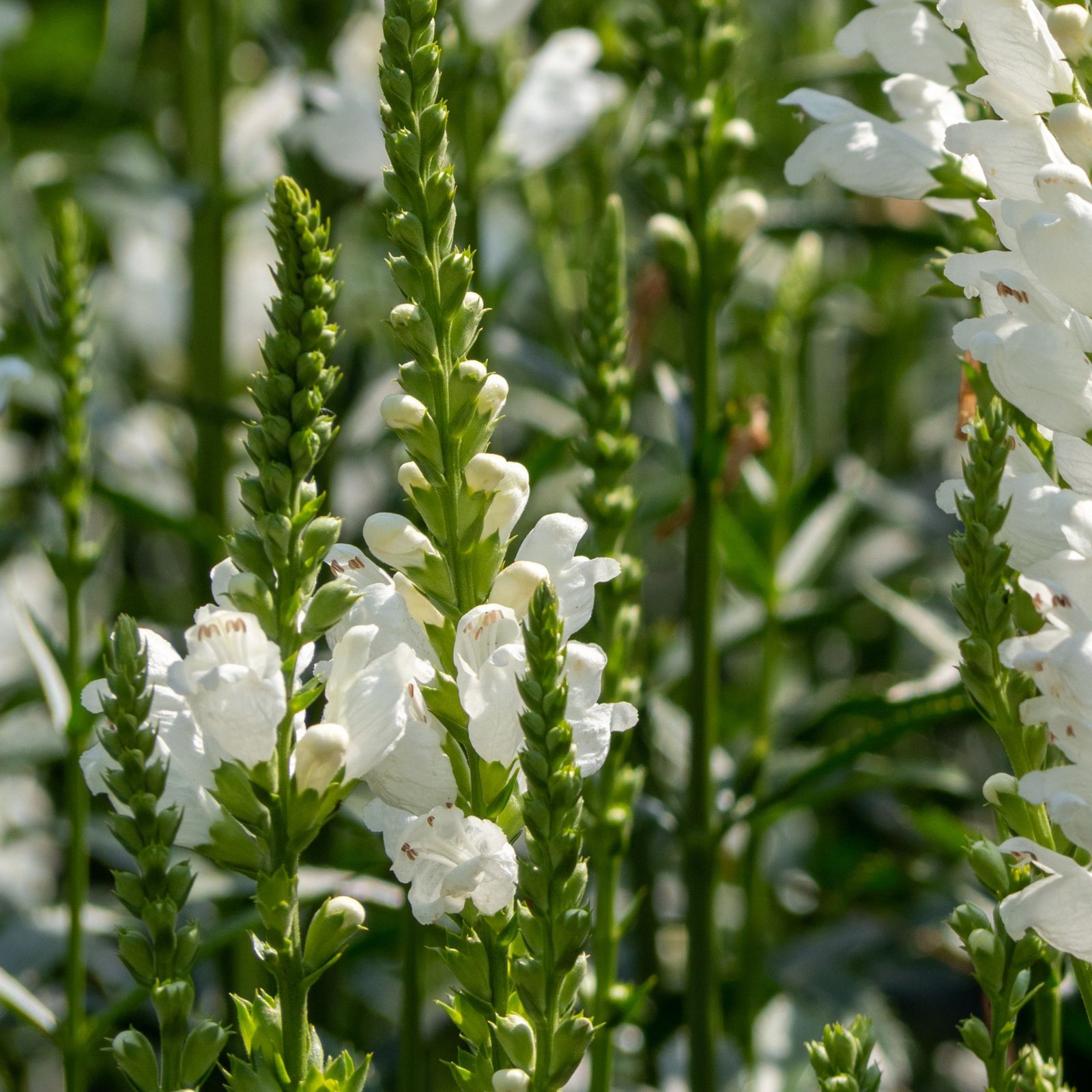 Physostegia Virginia 'Crown of Snow' 9cm features tall green stems topped with small white flowers. This herbaceous perennial is perfect for RHS Plants for Pollinators gardens, adding beauty and attracting pollinators.
