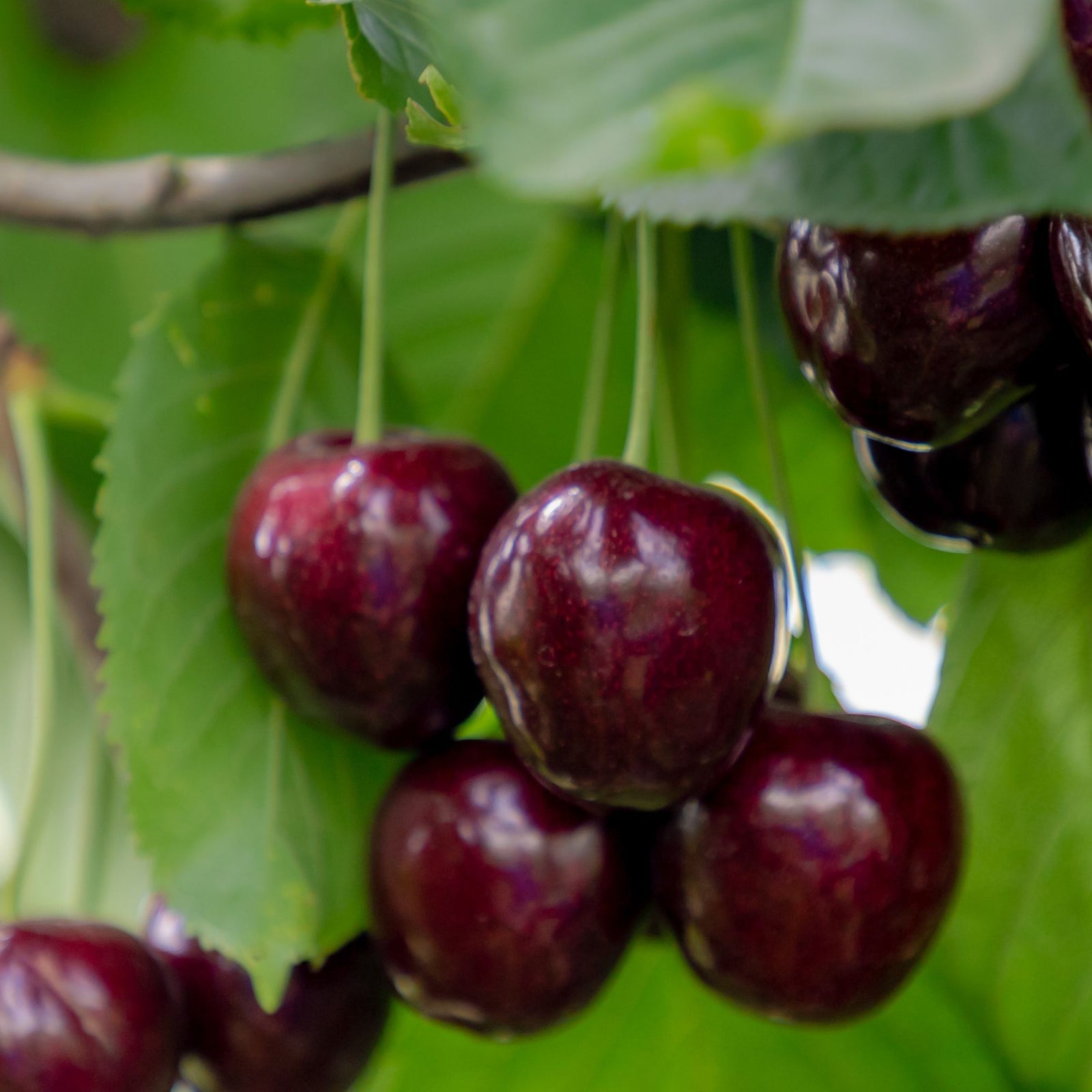 A cluster of ripe, dark red cherries hangs from the Dwarf Patio Cherry Tree 'Kordia' 1M, surrounded by lush green leaves.