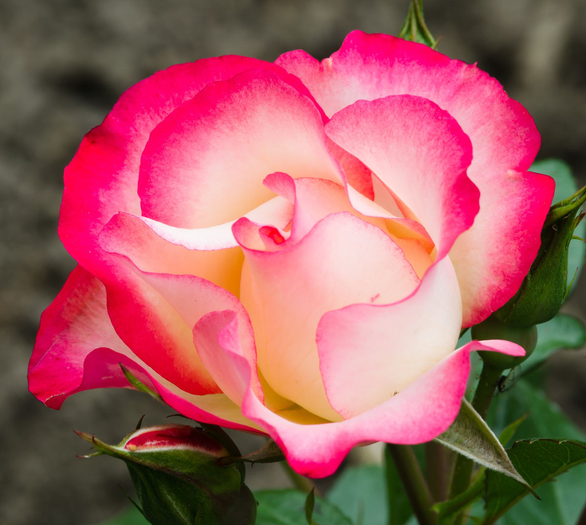 A close-up of the Rose Birthday Girl ‘Meilasso’—a Floribunda rose with cream petals edged in pink, in a 4L pot—makes a stunning birthday gift.
