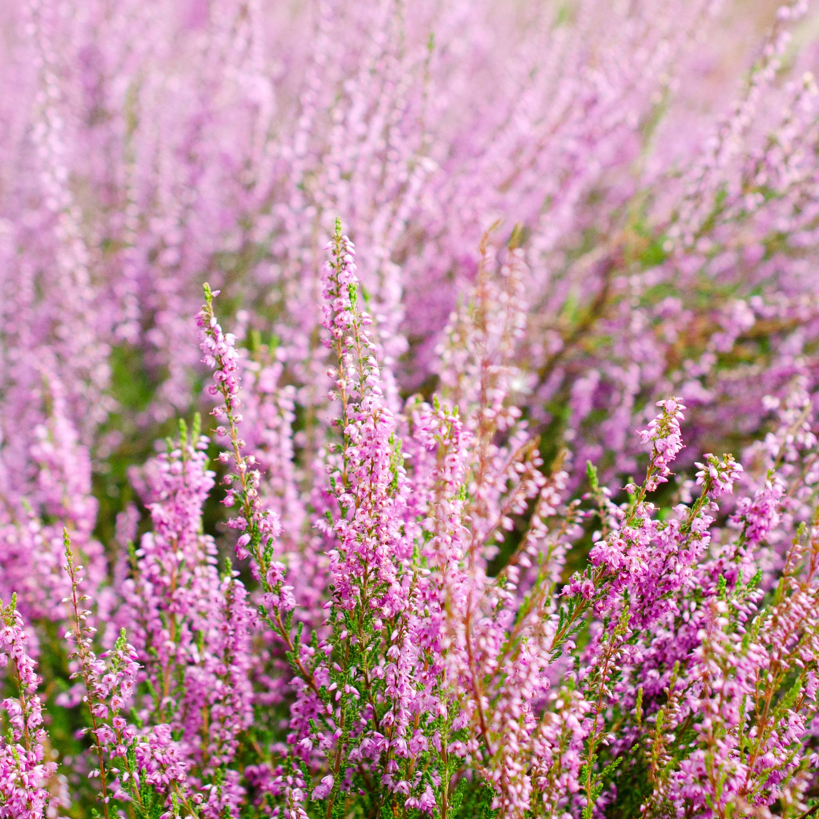 A close-up of Calluna Heather Pink (9cm Pot), a low-maintenance plant, showing clusters of vibrant pink-purple flowers and green stems, creating a soft, colorful texture across the image.