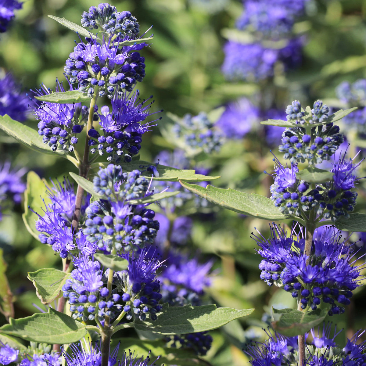 Caryopteris x clandoensis &#39;Kew Blue&#39; 1L