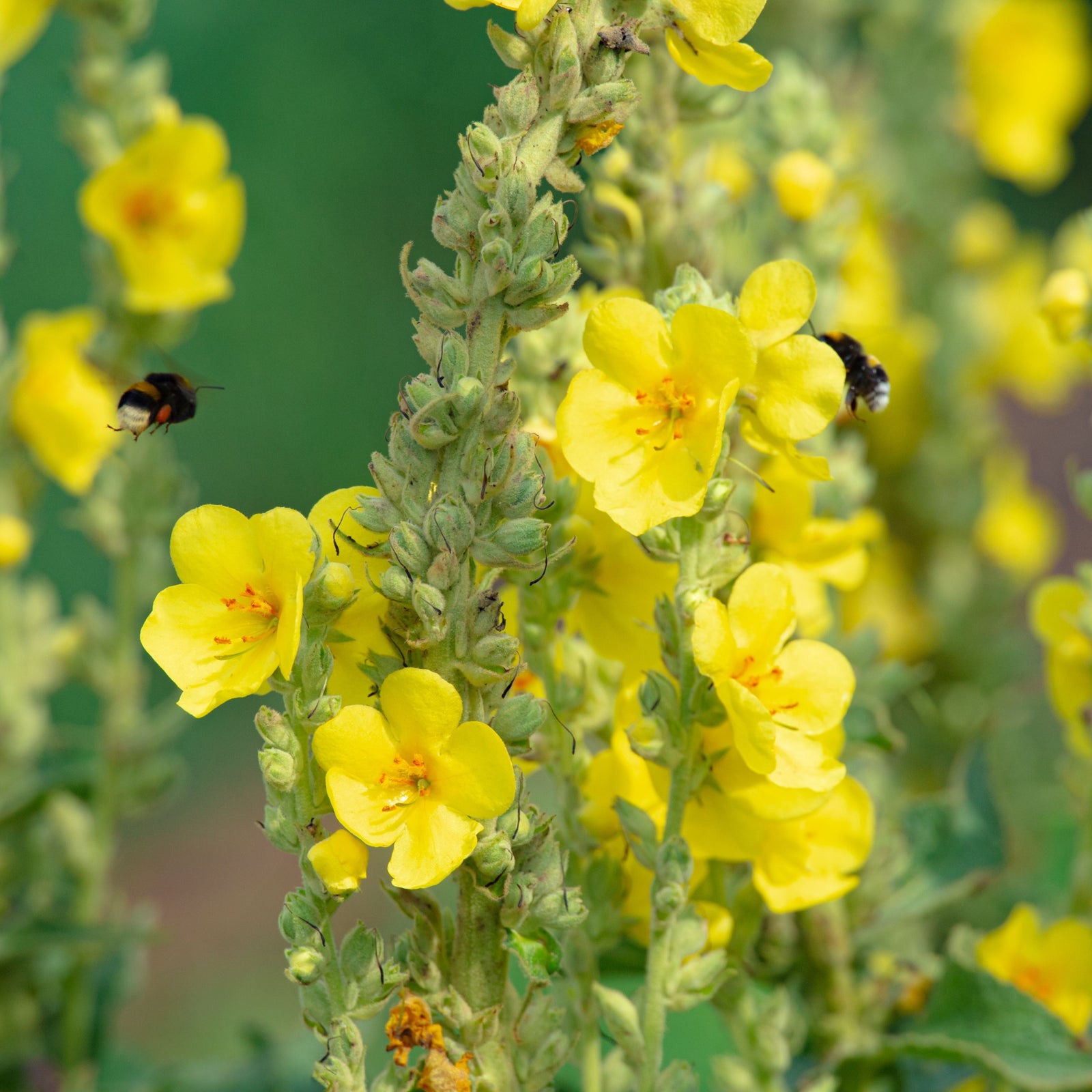 Close-up of Verbascum x hybridum 'Banana Custard' 1L, perennial plants with bright yellow flowers featuring magenta-pink centers, blooming densely on green stems in sunlight. The blurred background shows more yellow blooms.