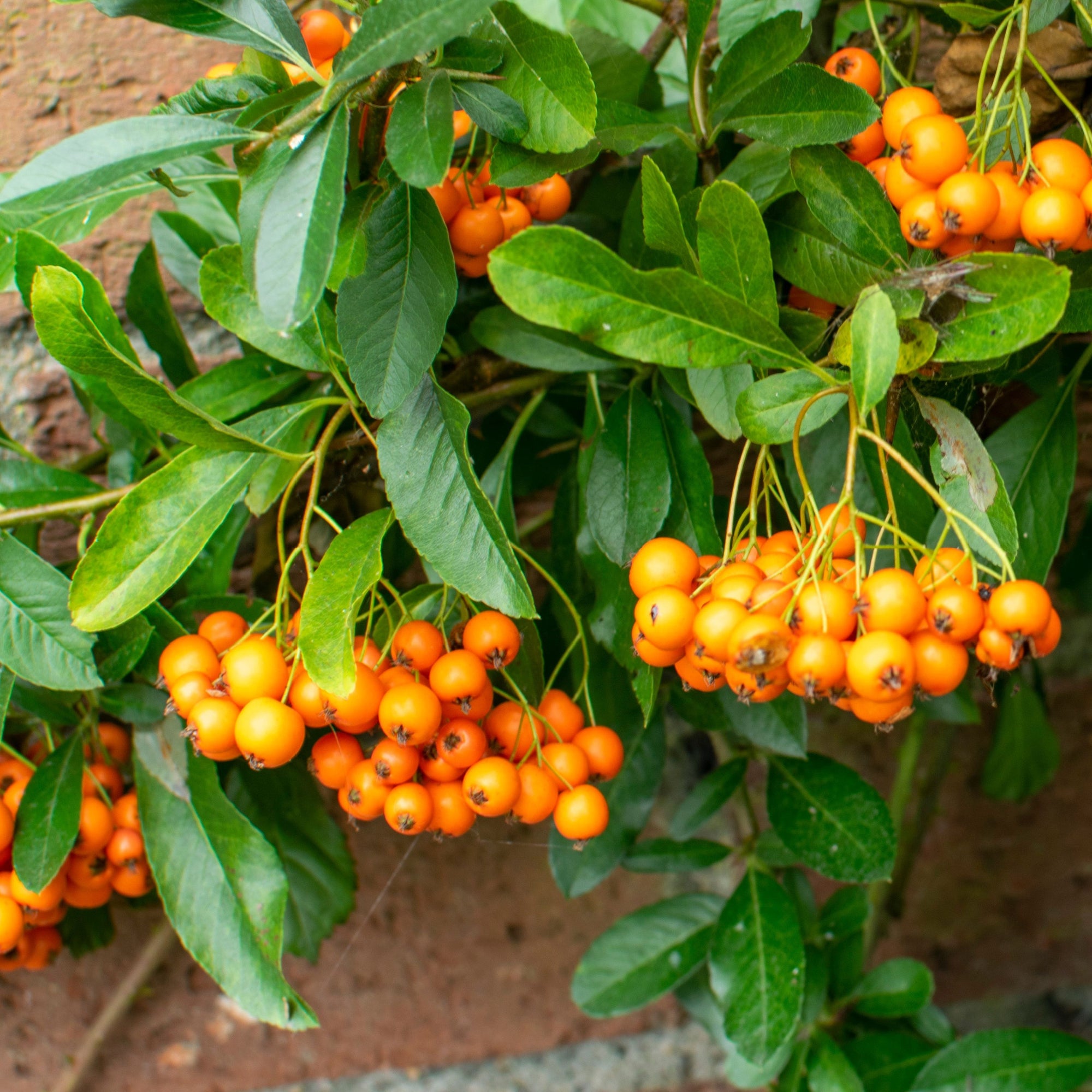 Pyracantha coccinea 'Firelight' 1L