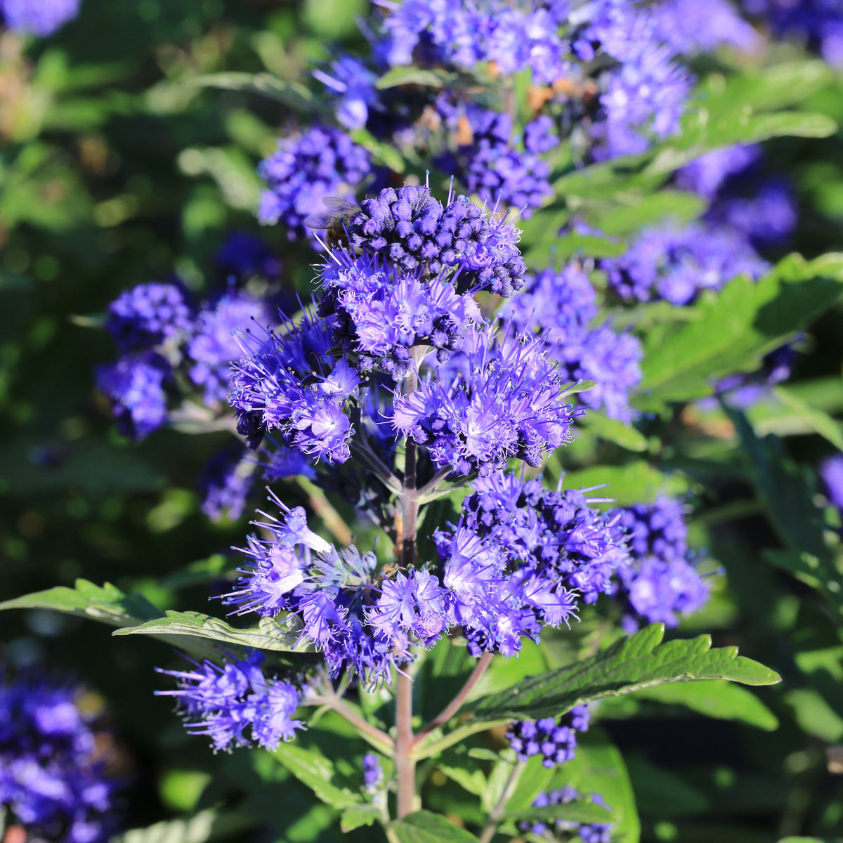 Caryopteris x clandoensis &#39;Kew Blue&#39; 1L